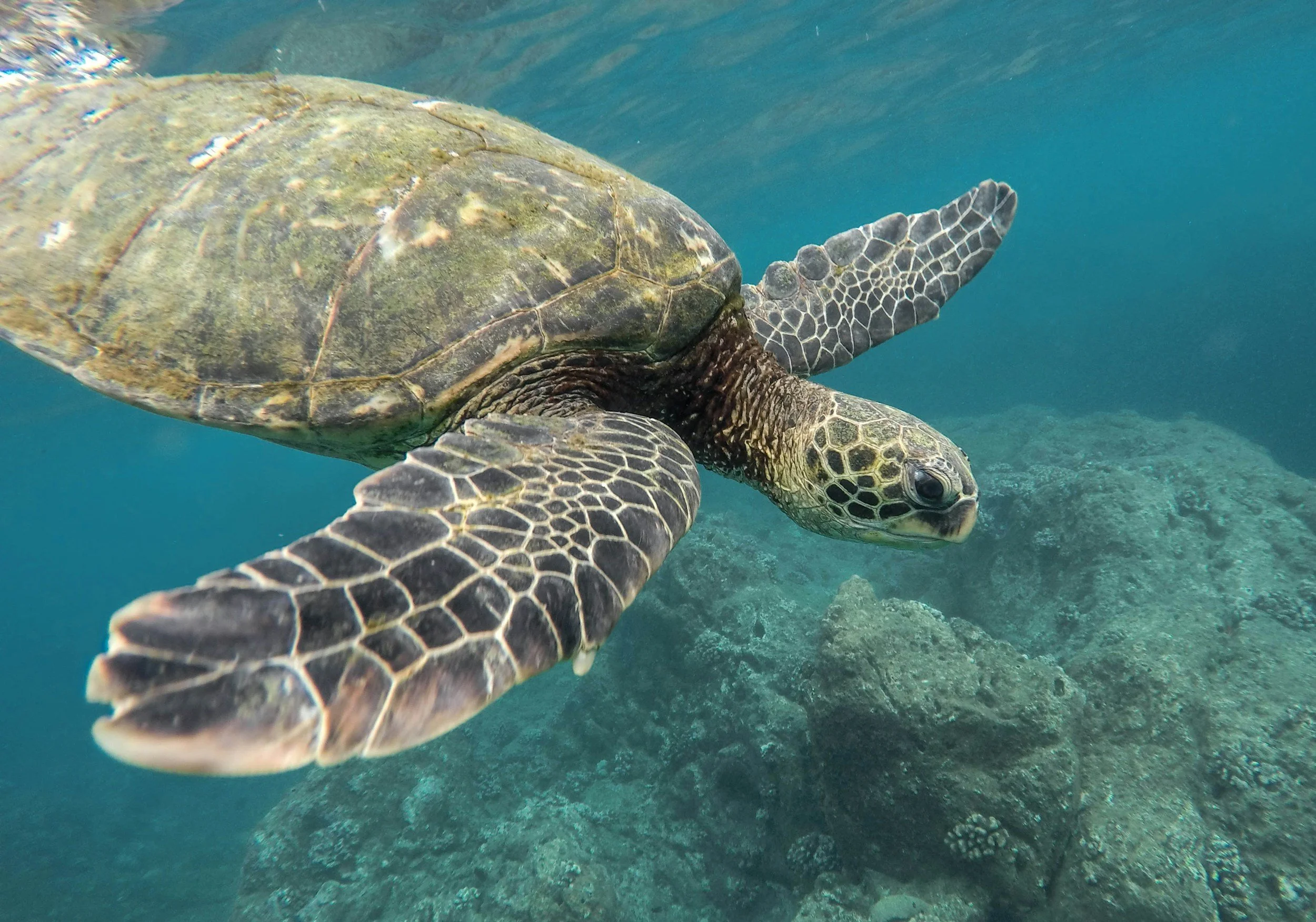 A sea turtle swimming underwater over rocks and coral. Panama.