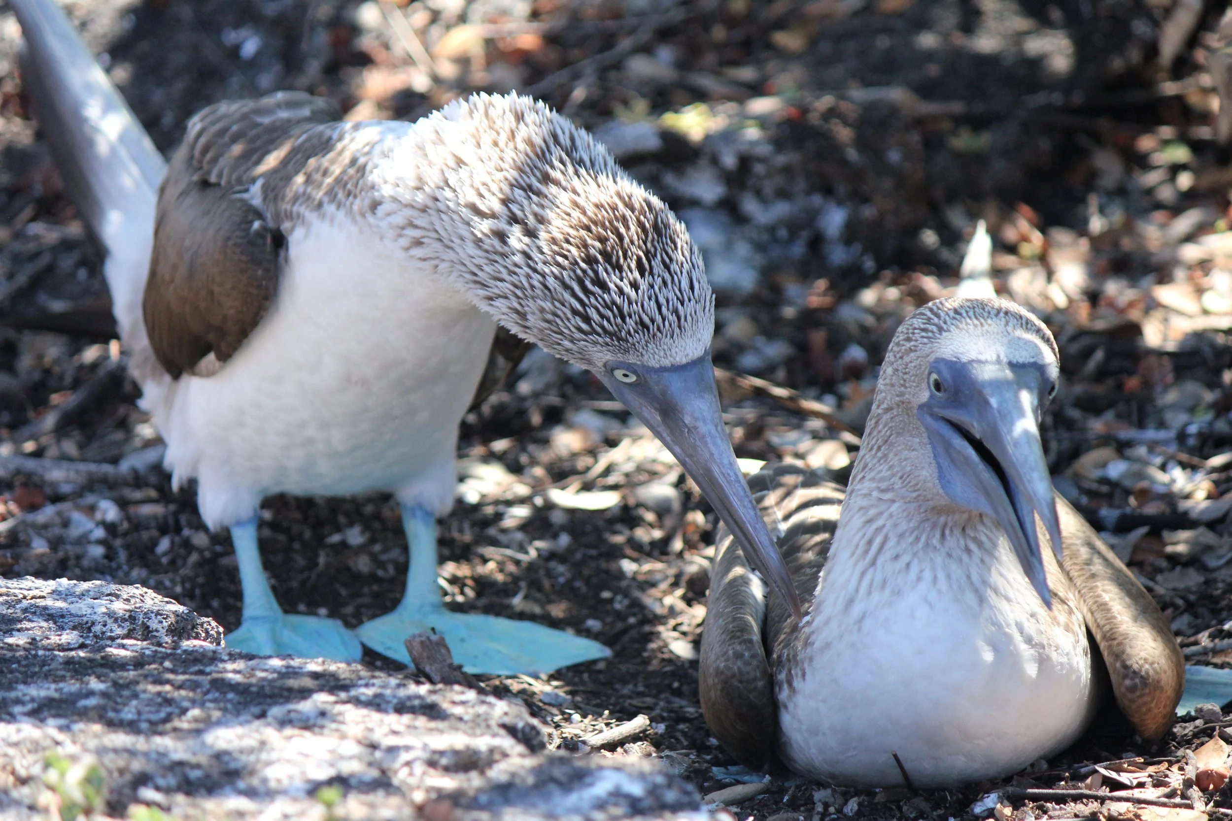 Two blue-footed boobies, one standing and one sitting, on a rocky and leaf-covered ground. Galapagos, Ecuador.