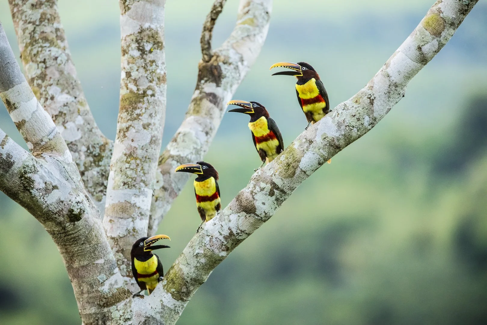 Four toucans perched on tree branches with a blurred green background in Argentina.