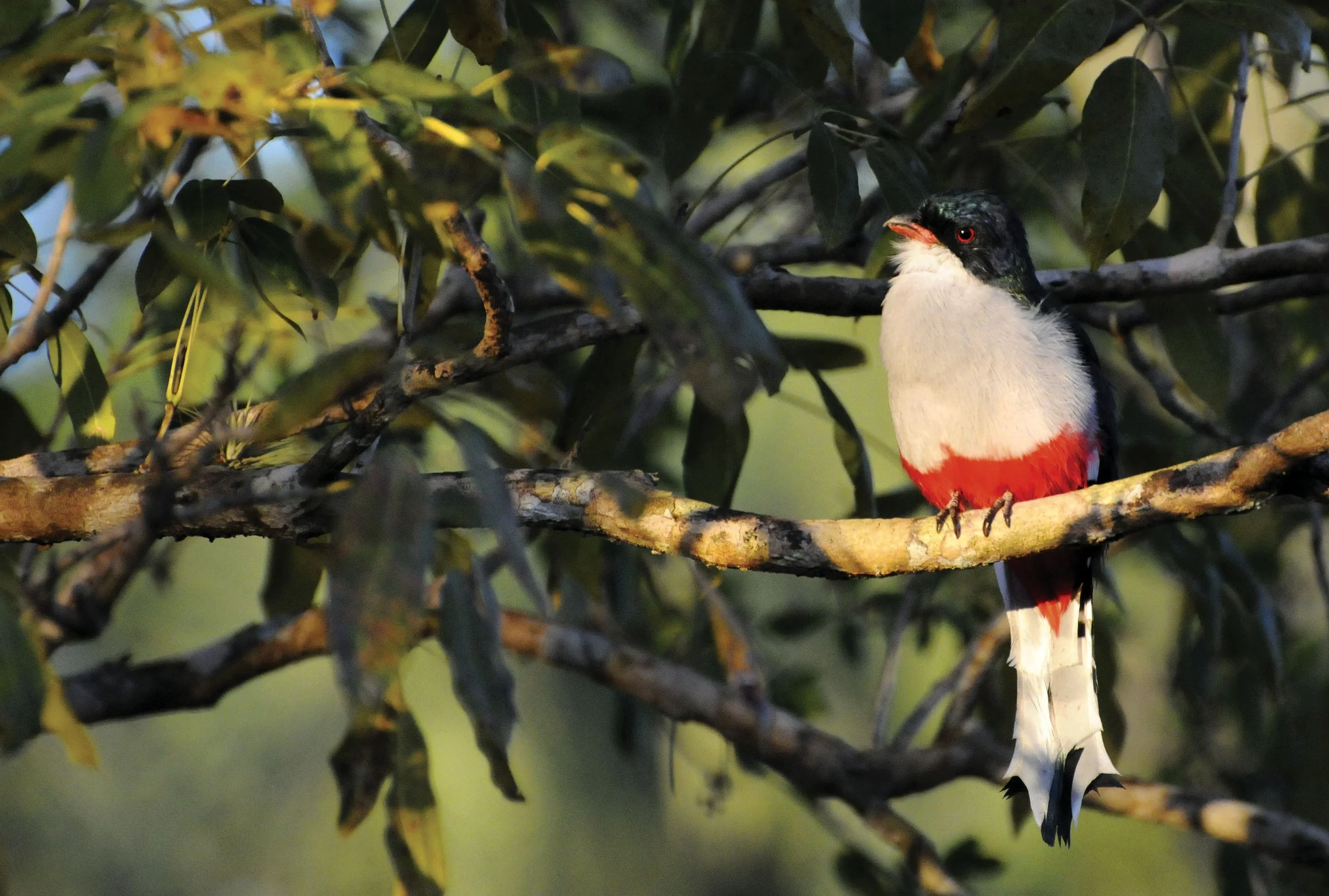 A bird with red, black, and white coloring perched on a tree branch surrounded by green leaves. Cuba.