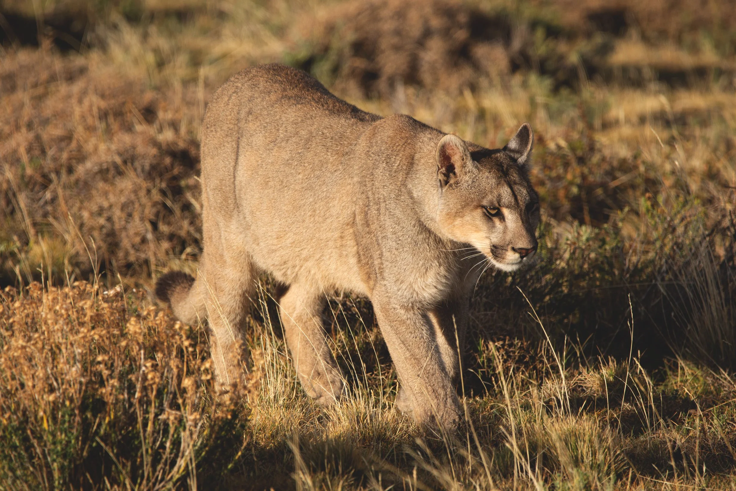 A mountain lion walking through a grassy field with dry plants and shrubs. Puma habituation programa, Patagonia, Argentina.