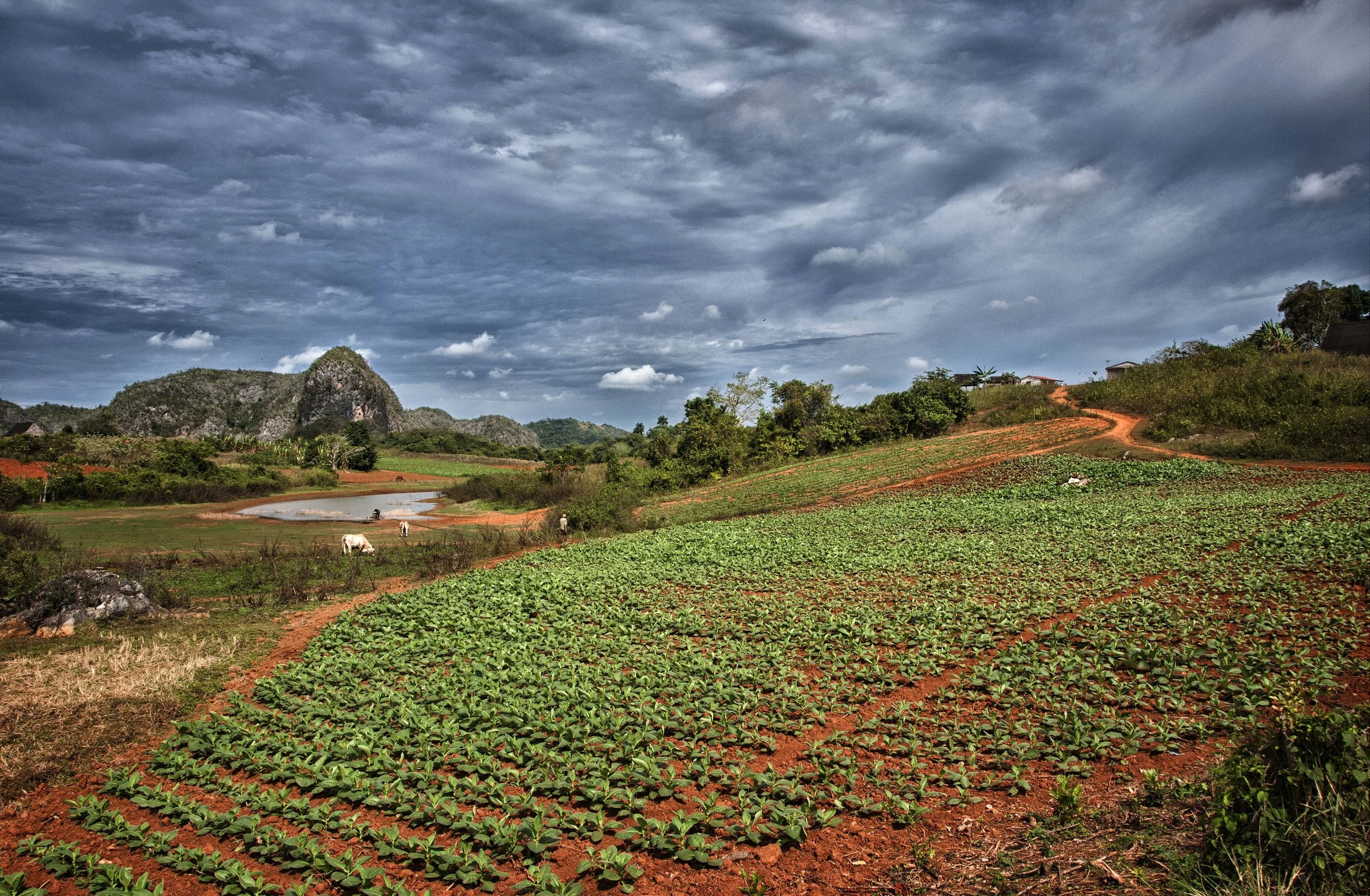 Farm landscape with rows of green crops, a small water body, cows and people, hills with trees, and a cloudy sky. Cuba.