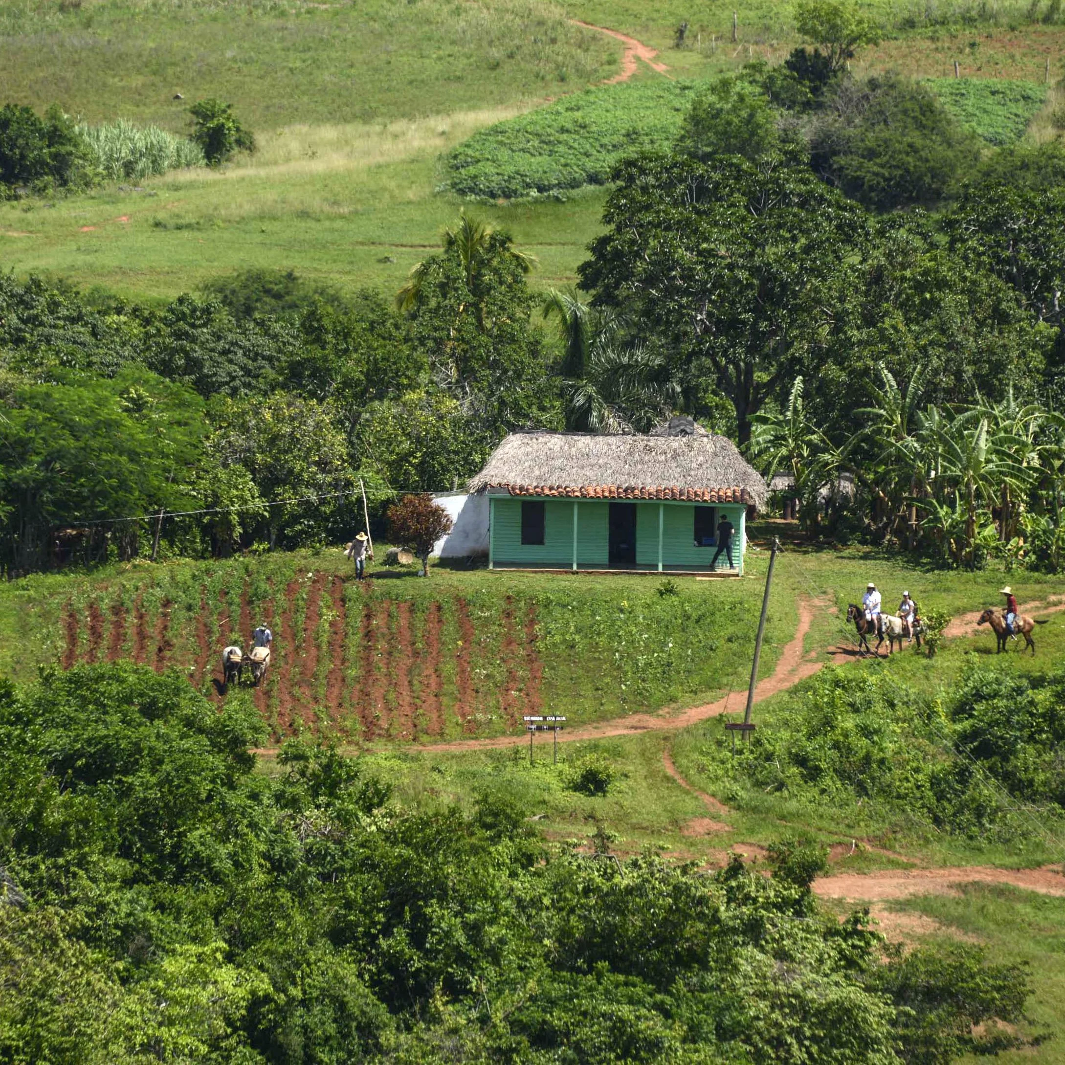 A lush green landscape with a small turquoise house with a red tiled roof, surrounded by trees and steps of cultivated land. People are working on the land and riding horses on dirt paths. Cuba.