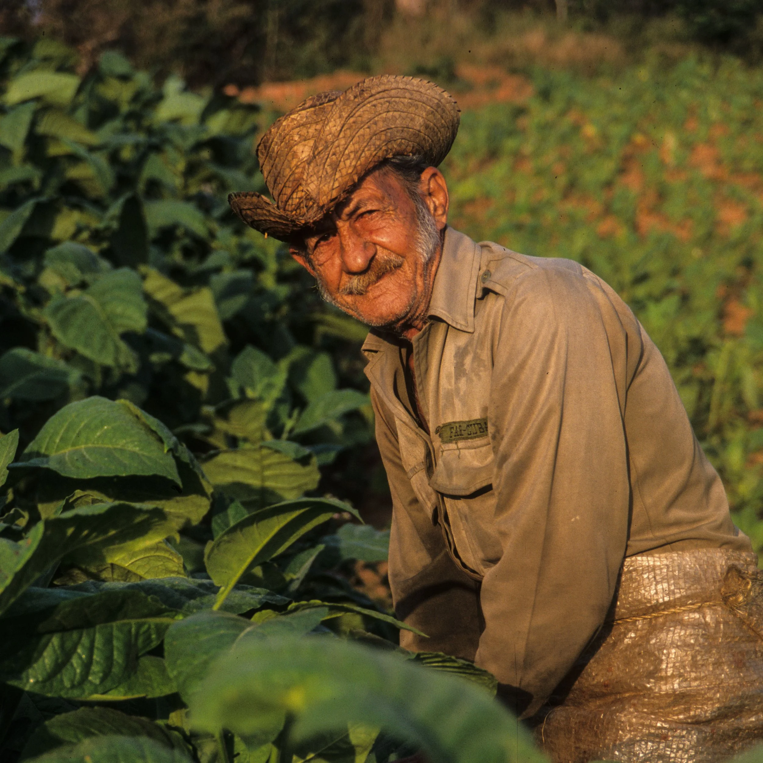 An elderly man wearing a straw hat and beige work shirt is in a lush green agricultural field, smiling at the camera. Cuba.