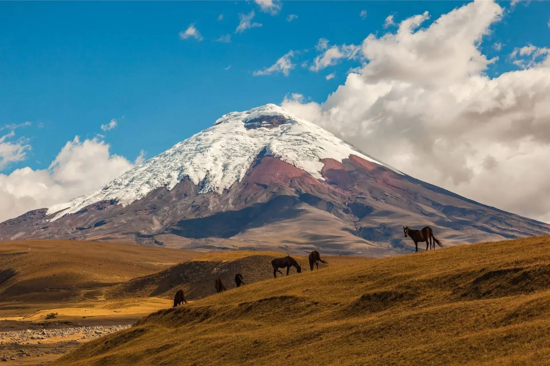 A snow-capped mountain in the background with brown and yellow grassy hills in the foreground, and several horses grazing on the hills. Timboraso Vulcano, Ecuaodor.