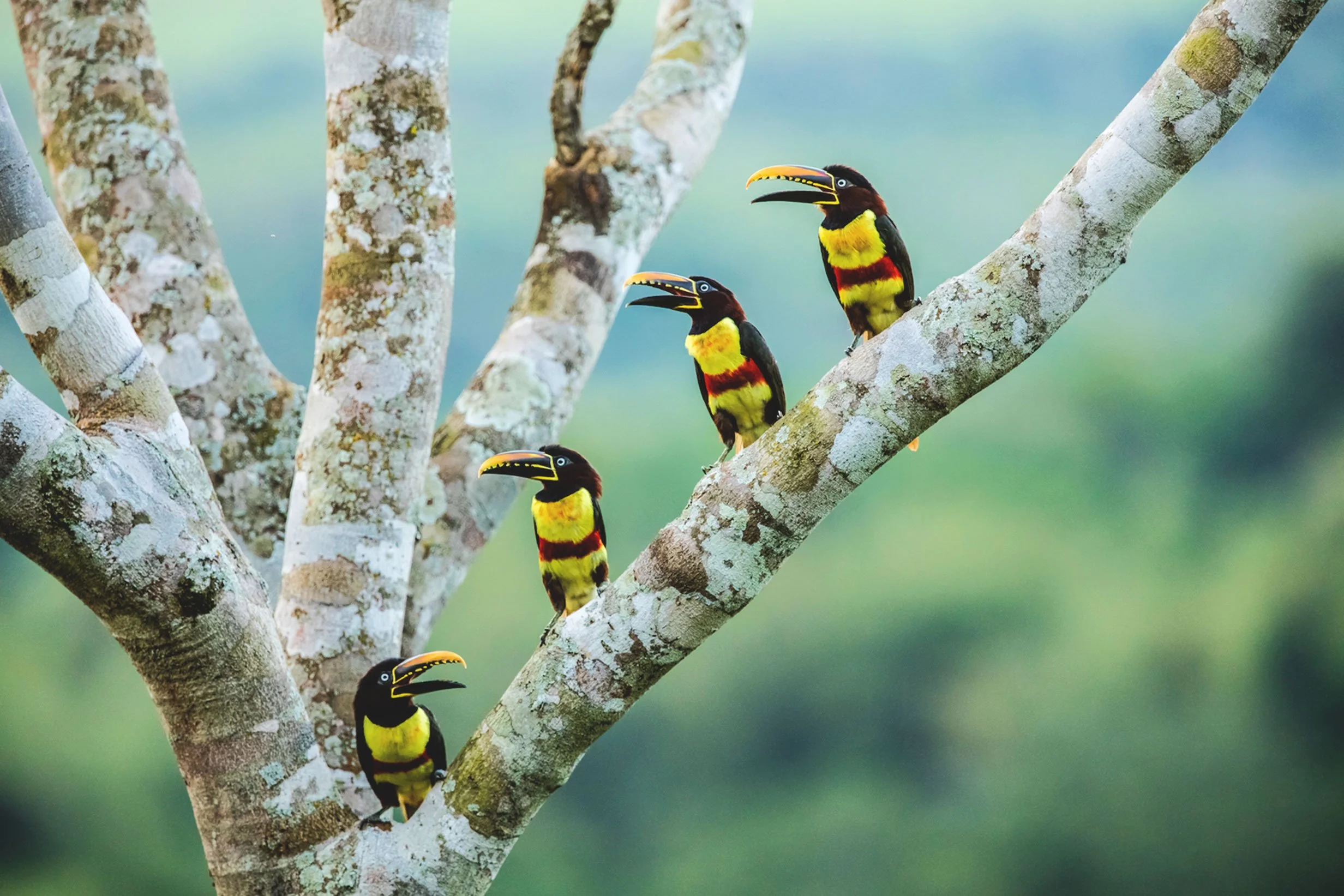 Four toucans with yellow, red, and black feathers perched on the branches of a tree with blurred green background.