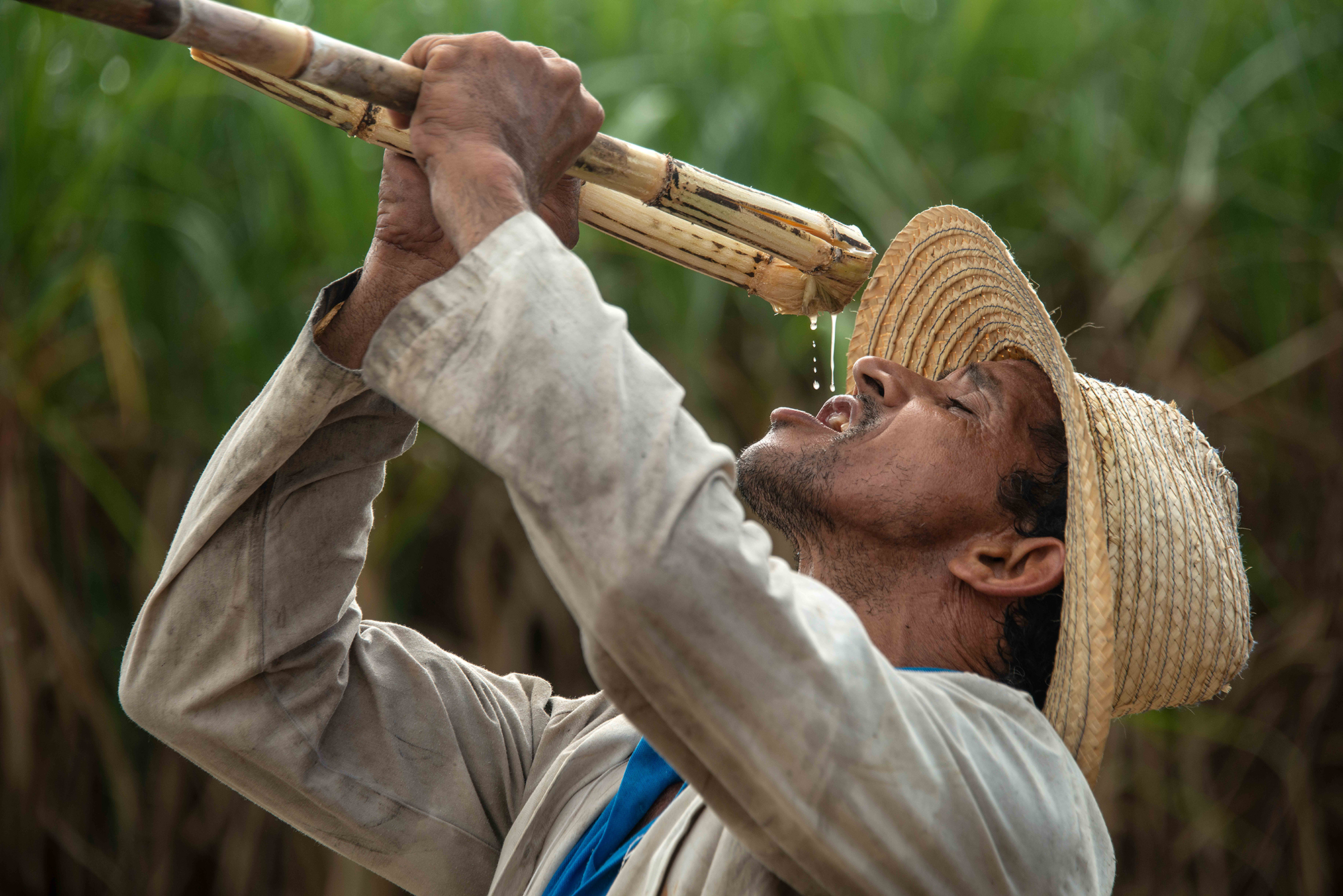 A man wearing a wide-brimmed straw hat drinks water from a bamboo pipe in a lush green environment. Cuba.