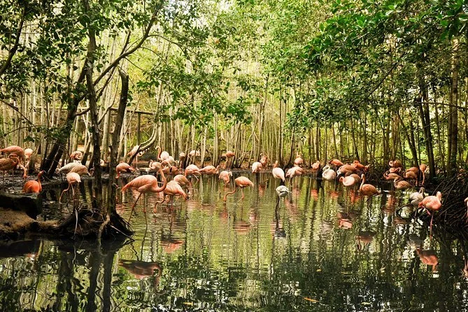 A group of flamingos standing in a shallow waterway surrounded by trees.
