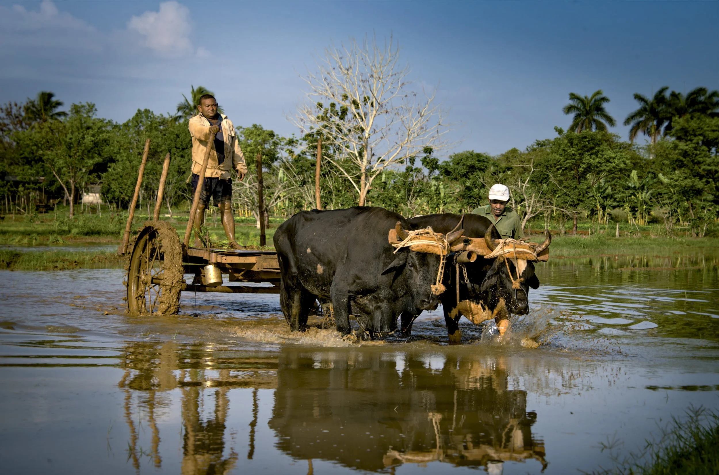 Two oxen pulling a wooden plow through a flooded field with two farmers, one standing on the plow and the other guiding the oxen, under a blue sky with trees in the background. Cuba.