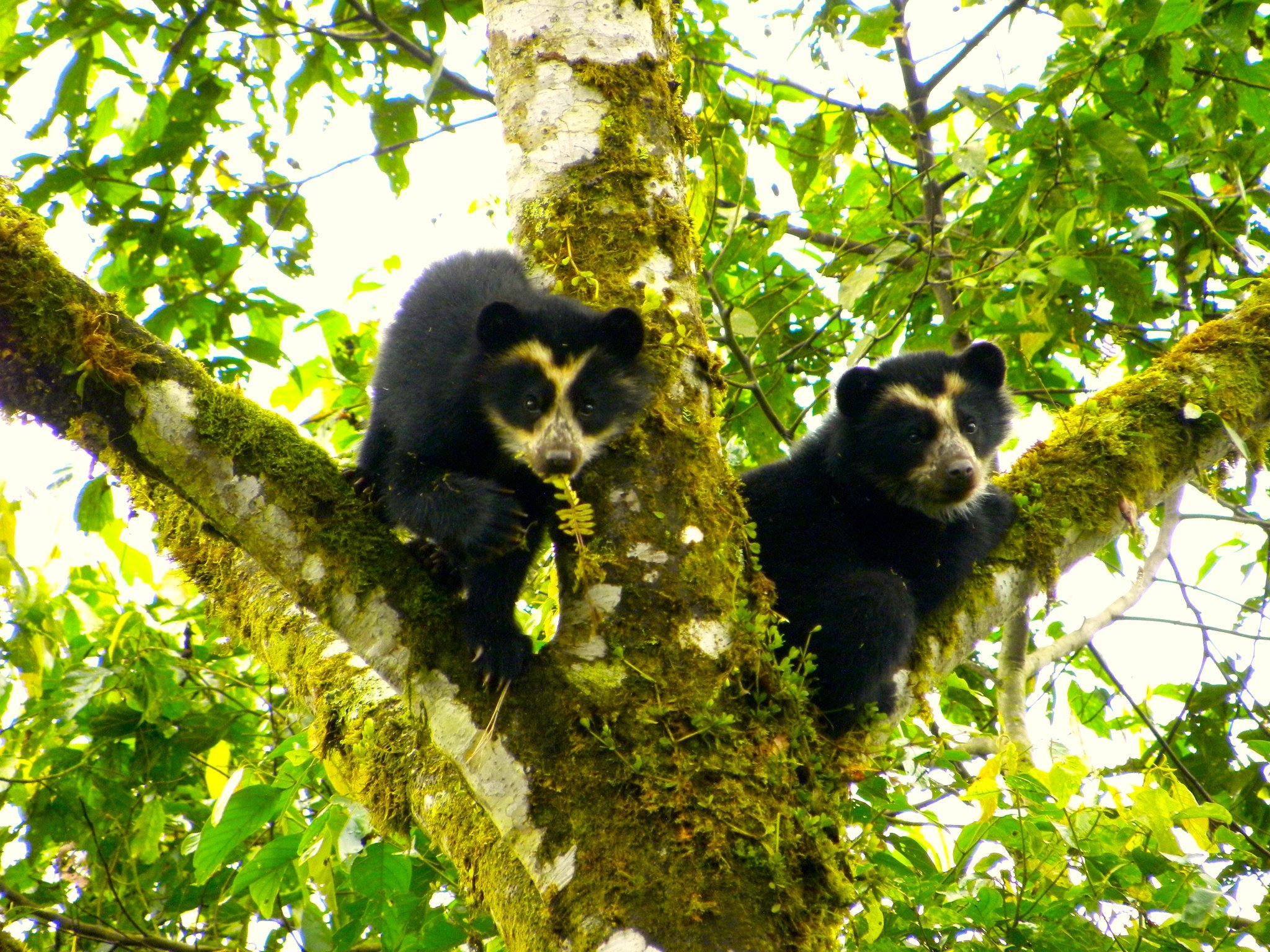 Two black bear cubs with tan markings on their faces sitting in a moss-covered tree branch amidst green leaves, with one eating a leaf. Bears, Ecuador.