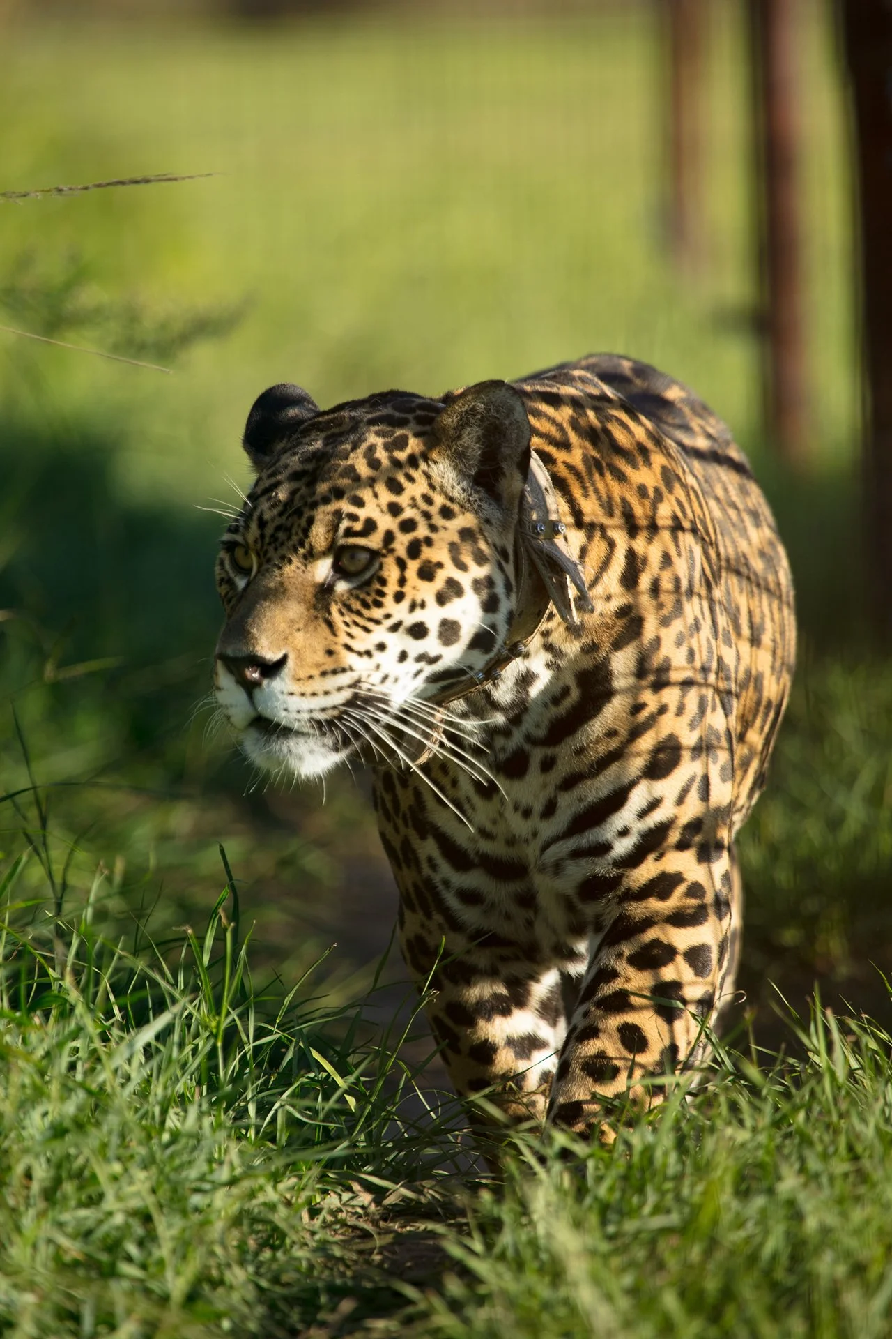 A jaguar walking through a grassy area with sunlight filtering through the trees, Pantanal, Brazil.