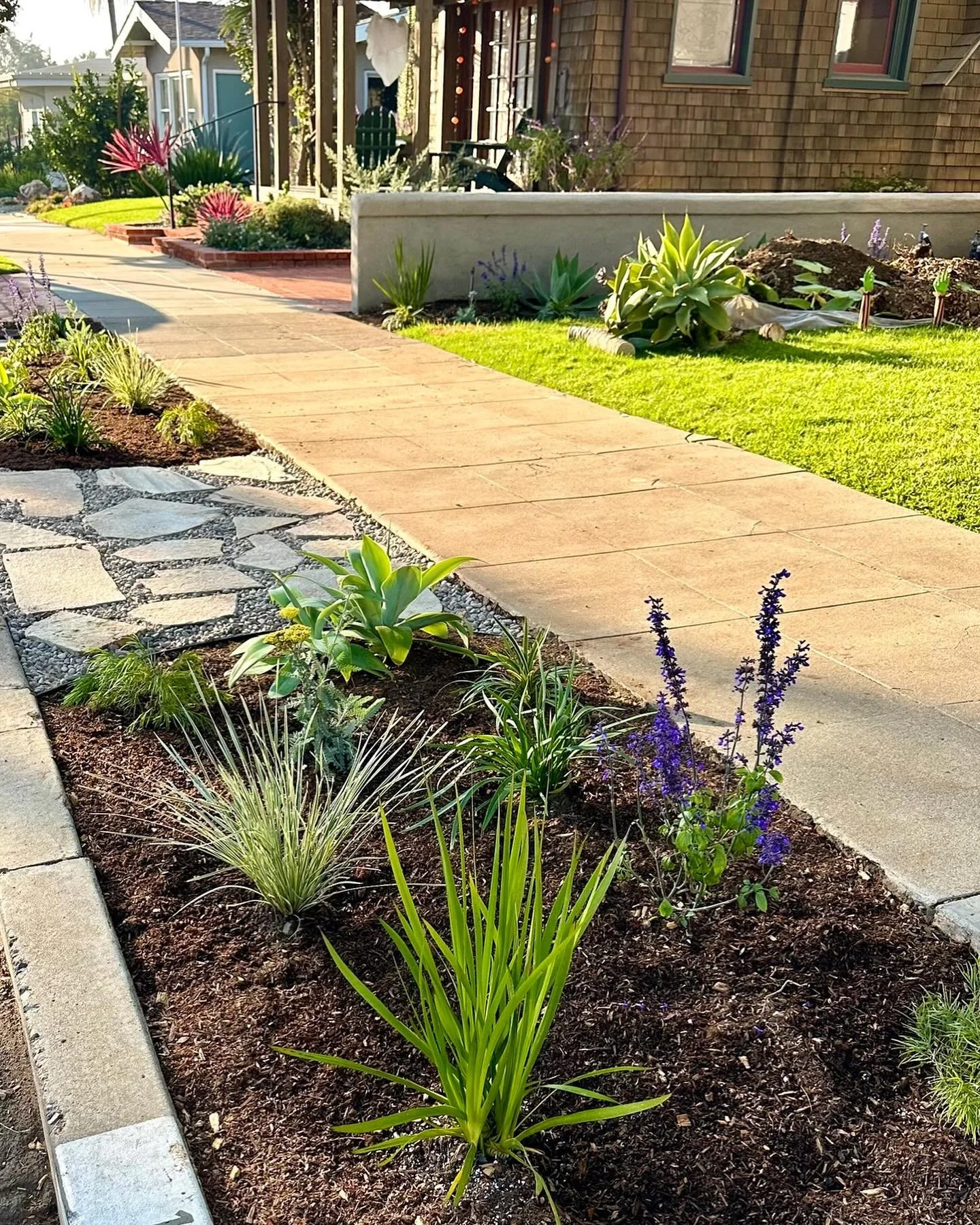 Almost finished with this front yard space. #salvia #yarrow #agave
