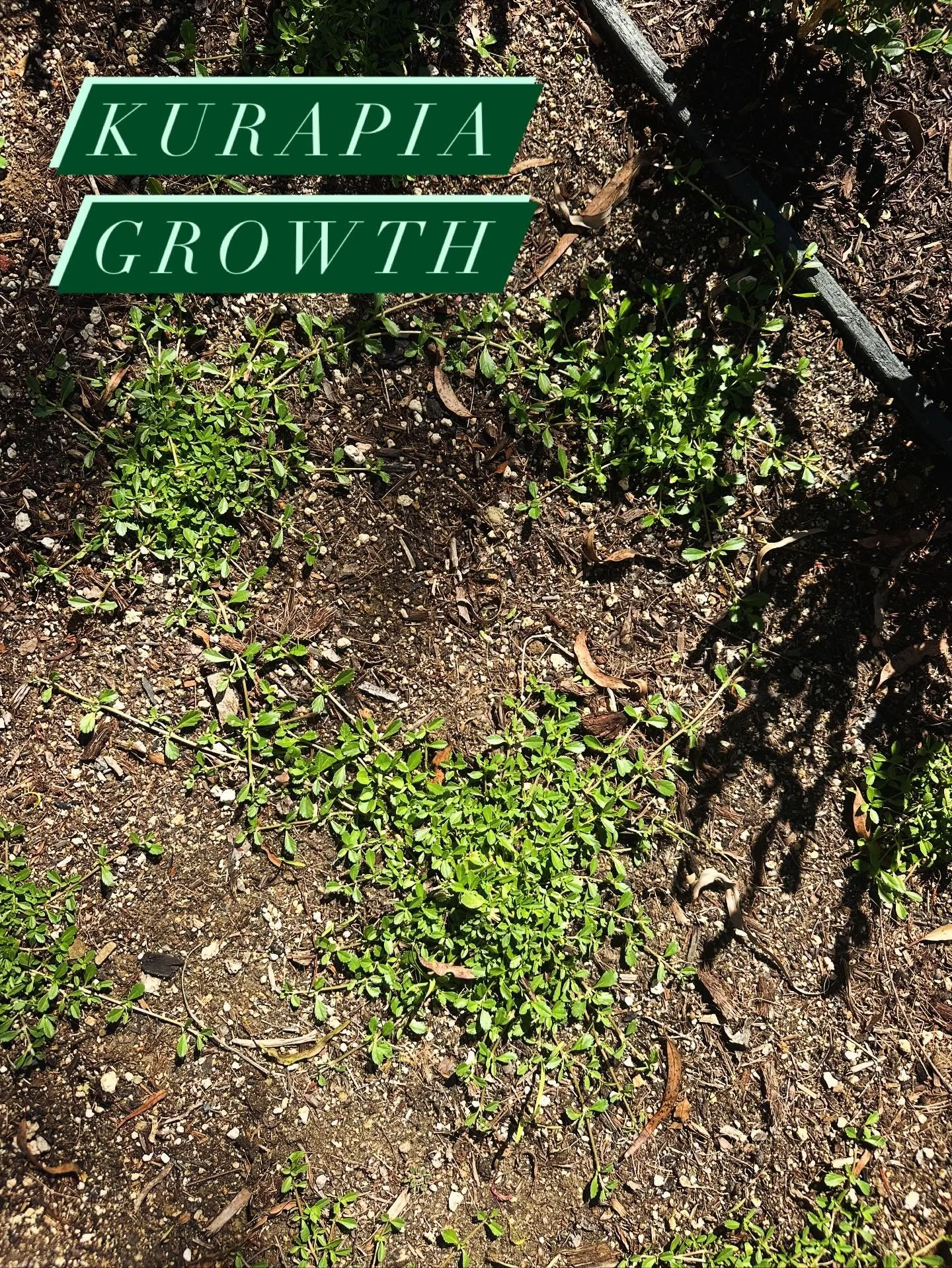 This doesn&rsquo;t look like much but it&rsquo;s very exciting to watch the #kurapia fill in so quickly. #firescaping #lawnalternative #apldsd