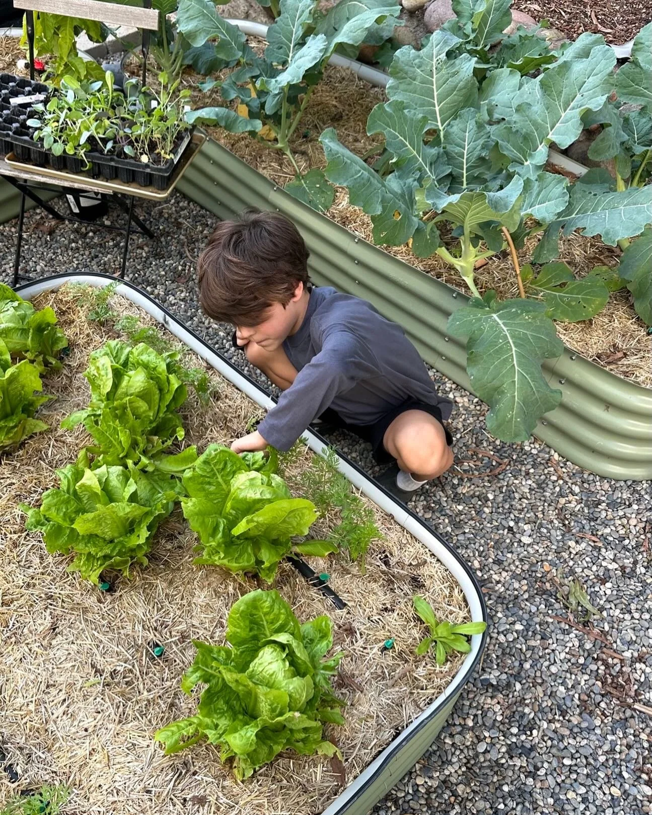 Today we are on a caterpillar hunt.