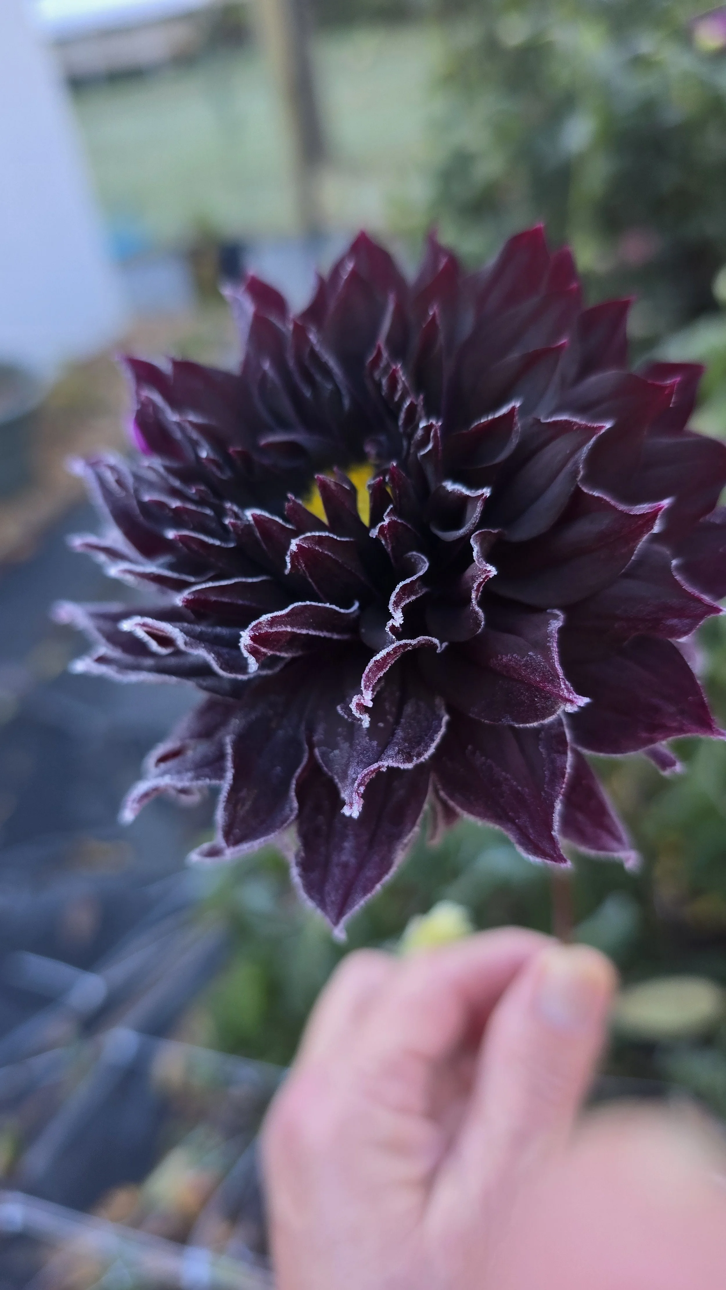 A close-up of a dark purple flower with pointed petals, held by a person's hand outdoors.