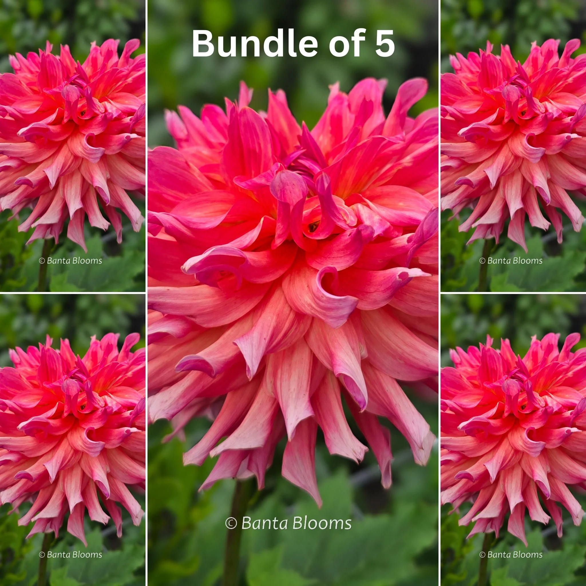 Just Peachy (SC) BUNDLE OF 5 TUBERS – EXTRA 25% OFF ALREADY-DISCOUNTED PRICE!
