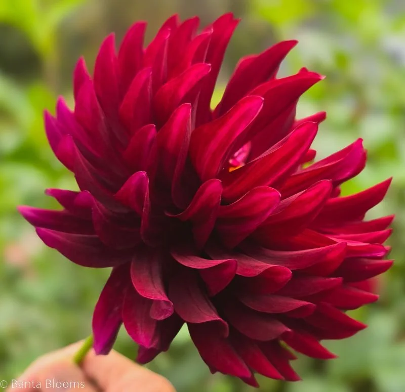 Hollyhill Black Beauty