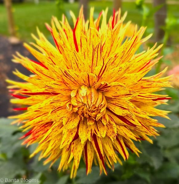 Hollyhill Six-In-One