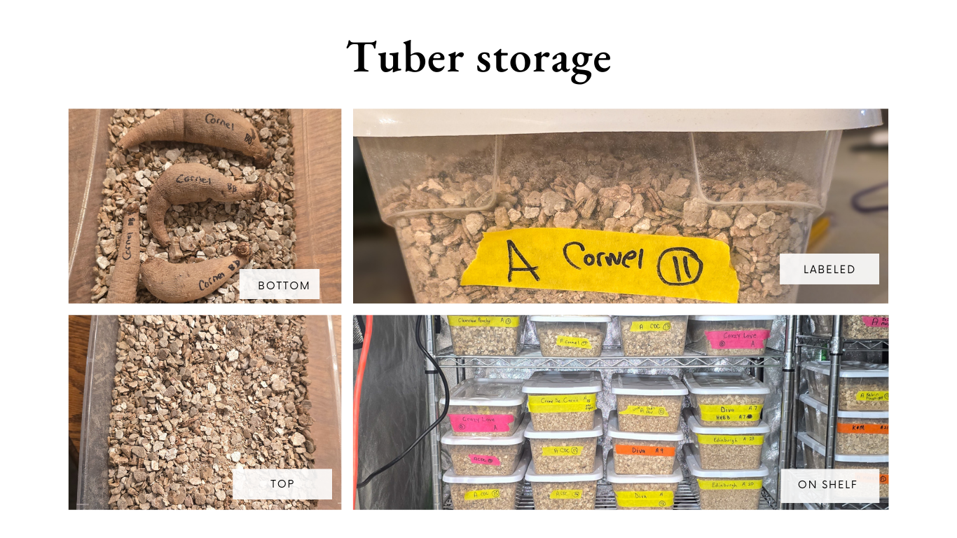 Tuber storage.png