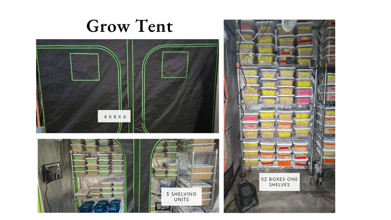 Tuber storage (2).jpg