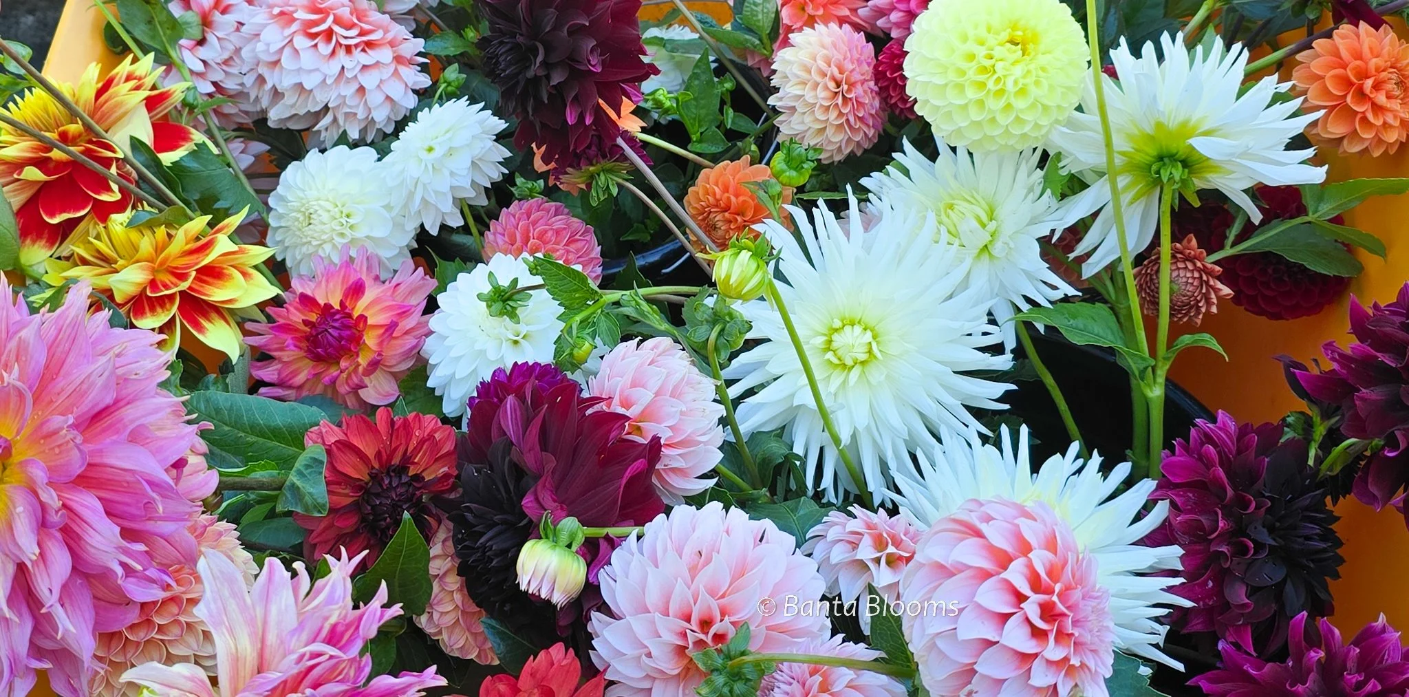 Wheelbarrow full.jpg