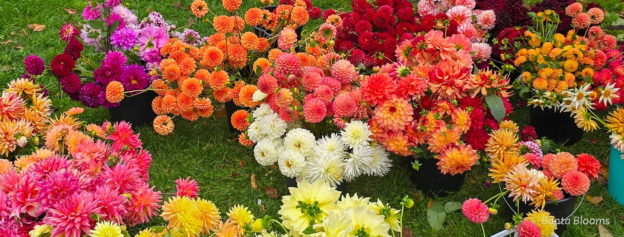 Group Garden shot.jpg