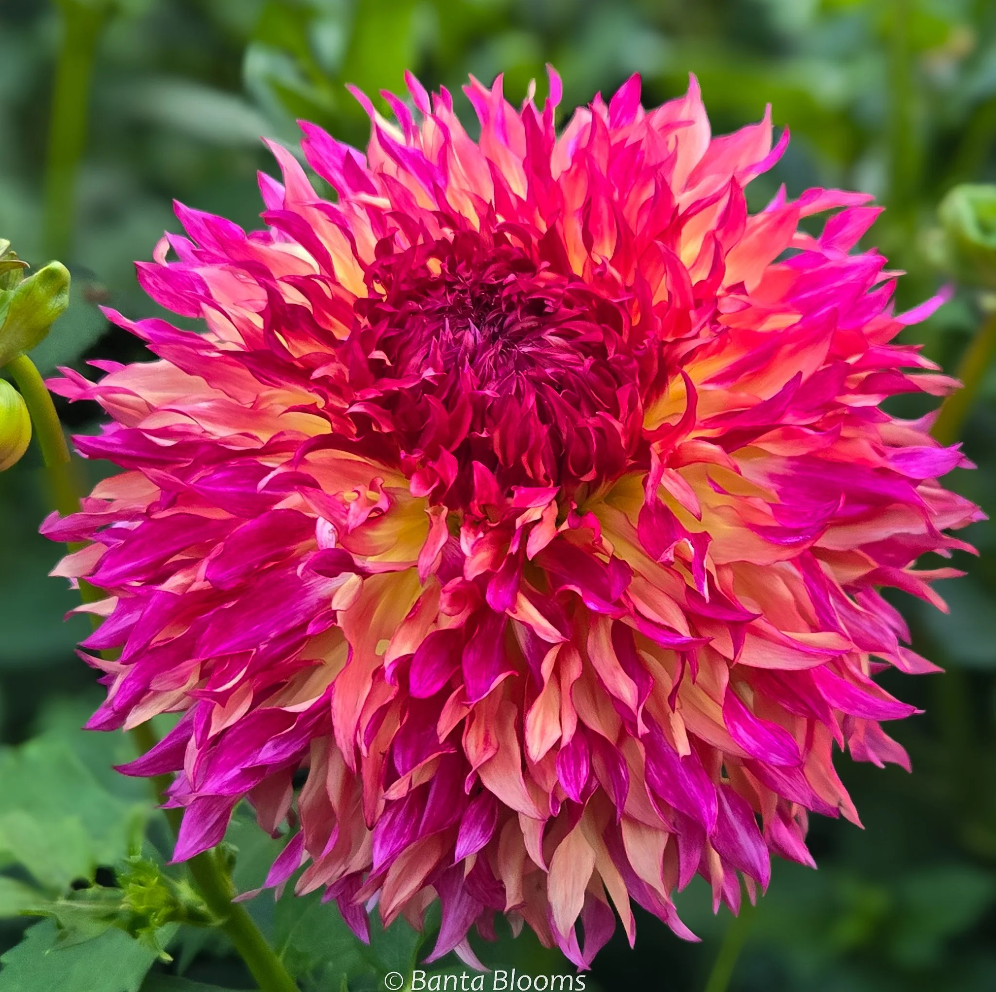 Mryrtle's Folly-1.jpg