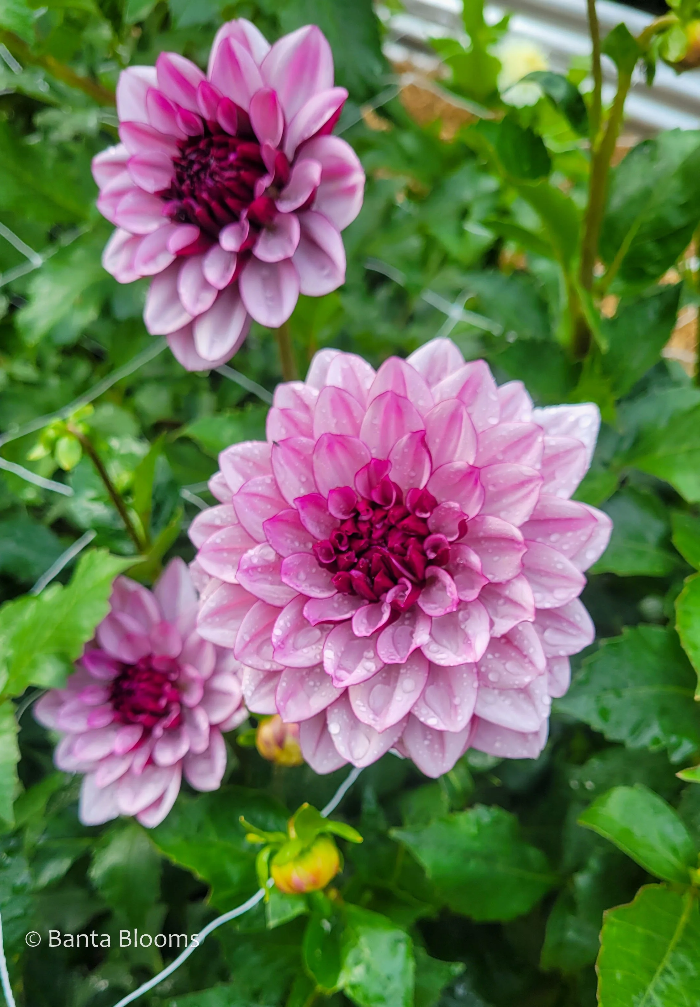 Creme de Cassis-1.jpg