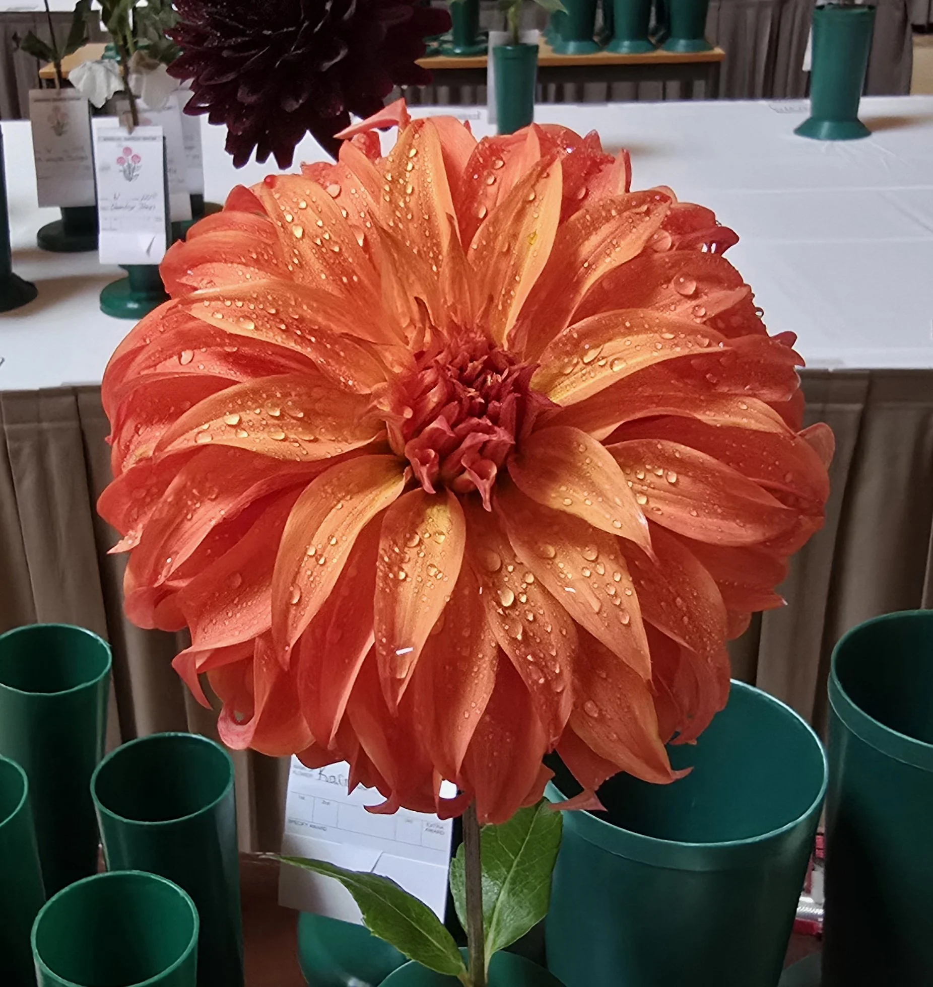 Growing Healthy Dahlias: Tips for a Vibrant Garden