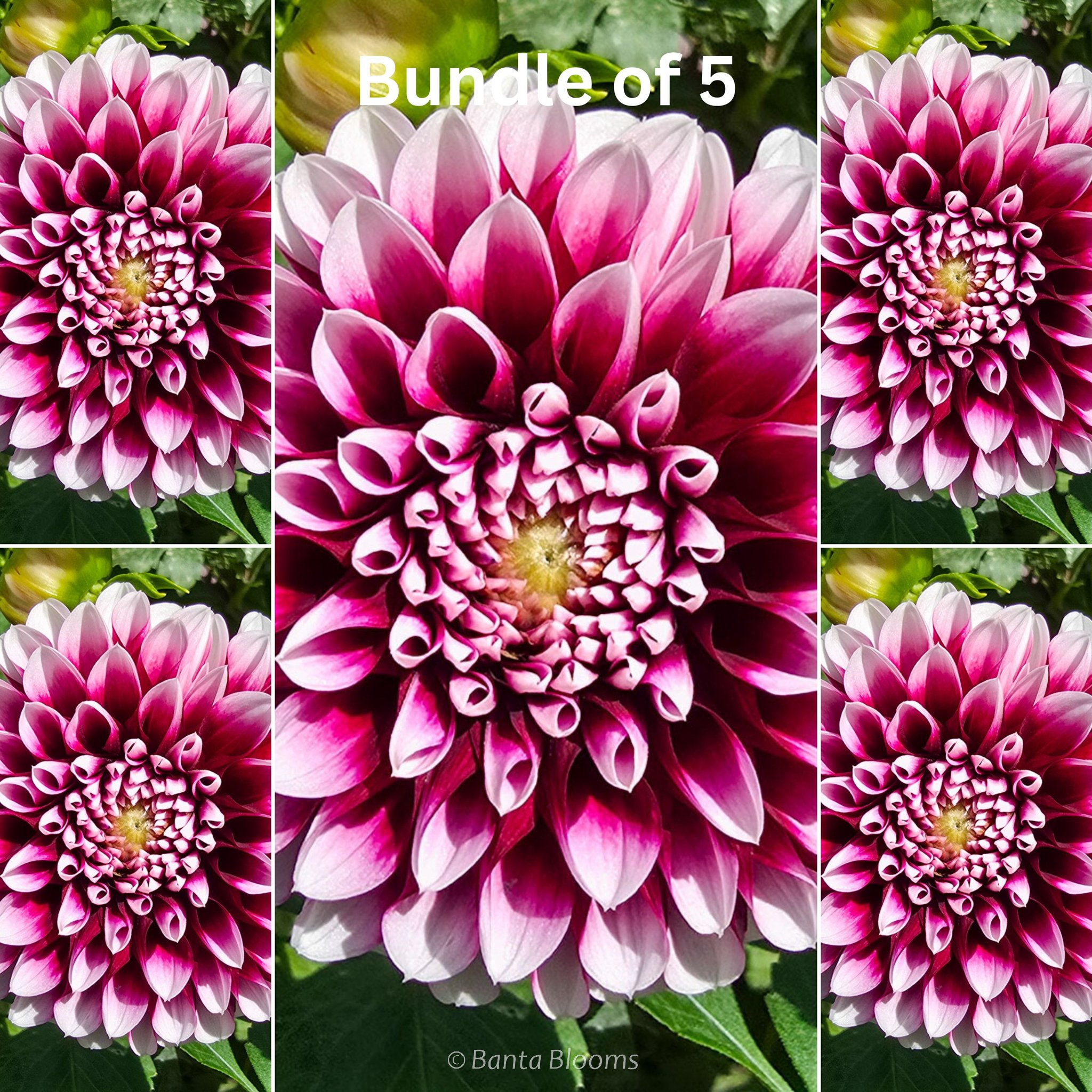 Edinburgh Bundle of 5 Tubers – EXTRA 25% OFF ALREADY-DISCOUNTED PRICE!