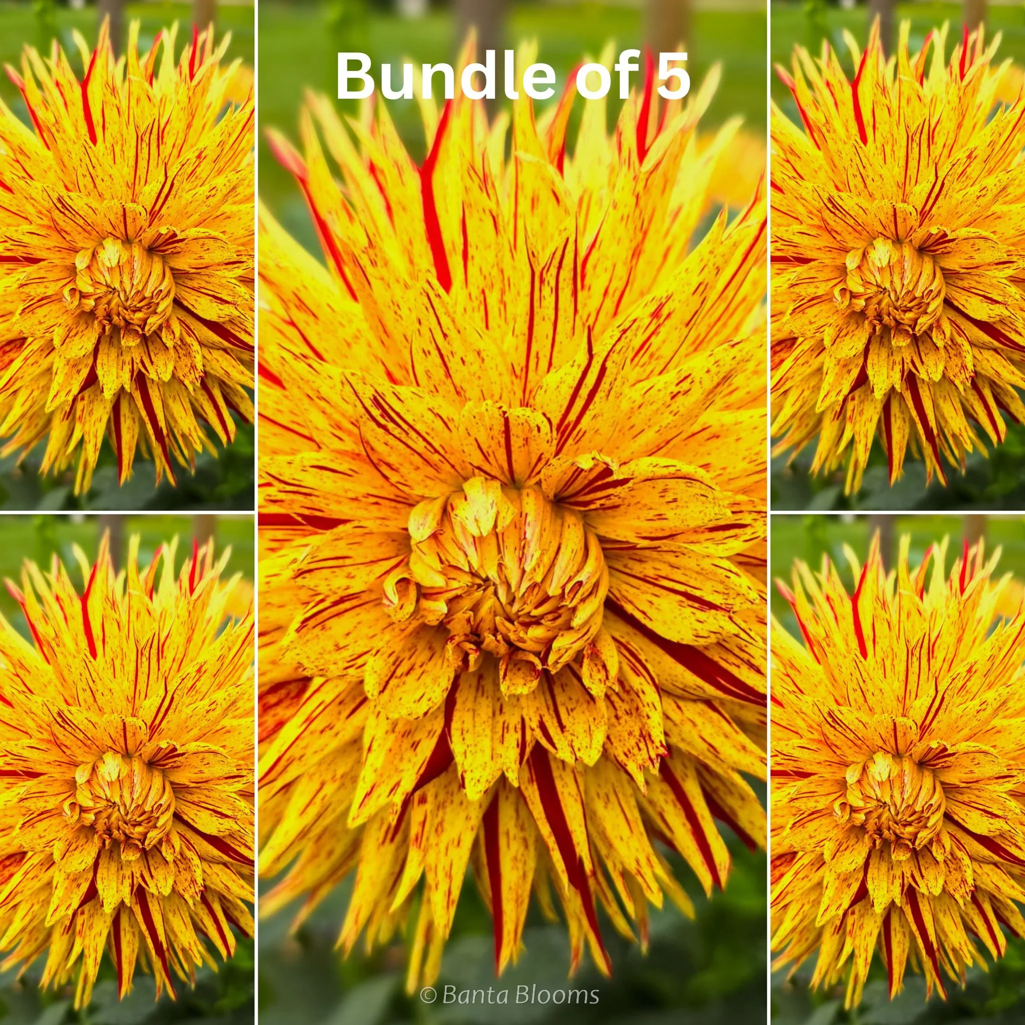 Hollyhill Six-In-One Bundle of 5 Tubers Extra 25% Off Already Discounted Price