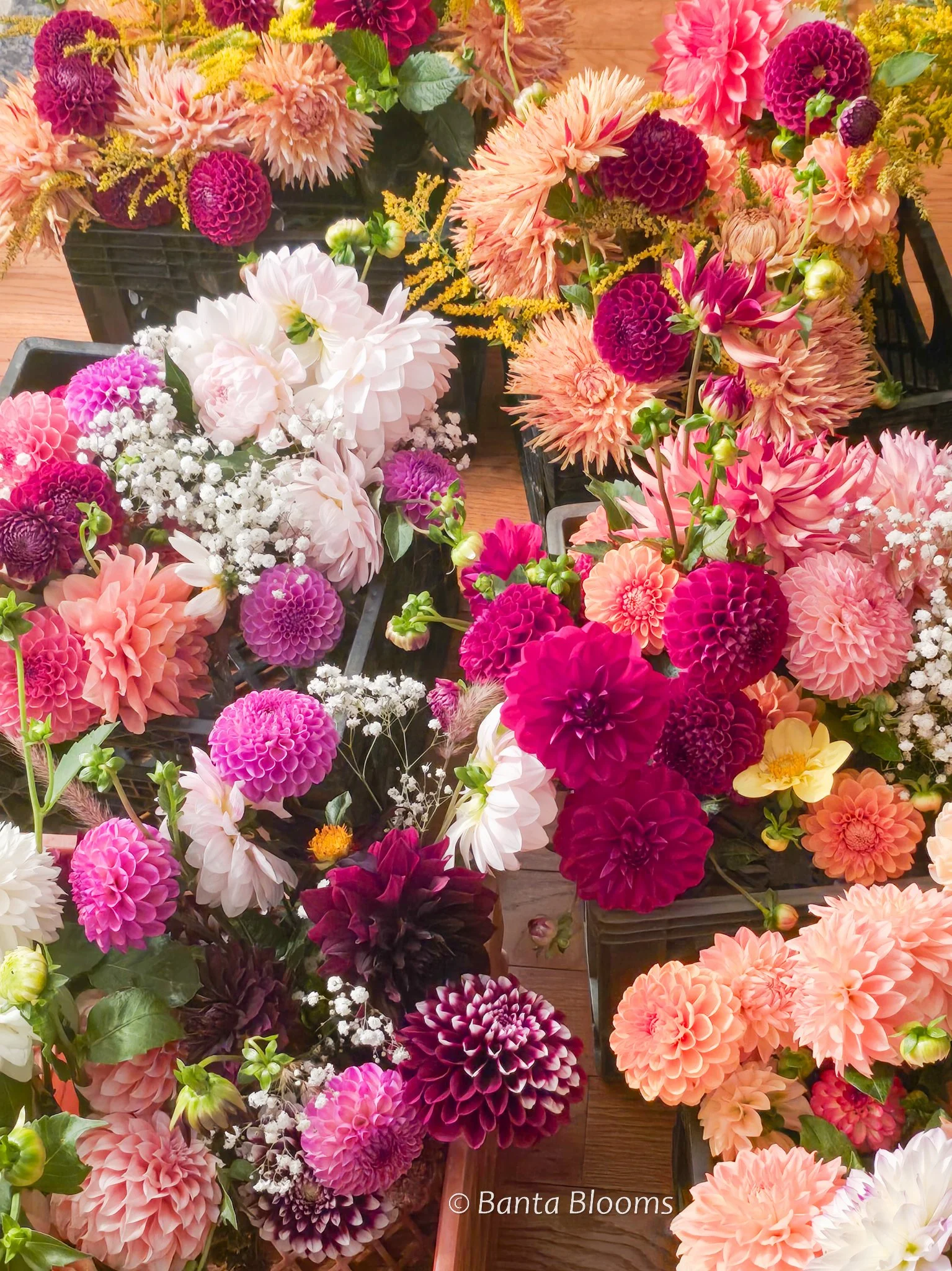 Mystery Dahlia Tuber – A Little Garden Surprise!