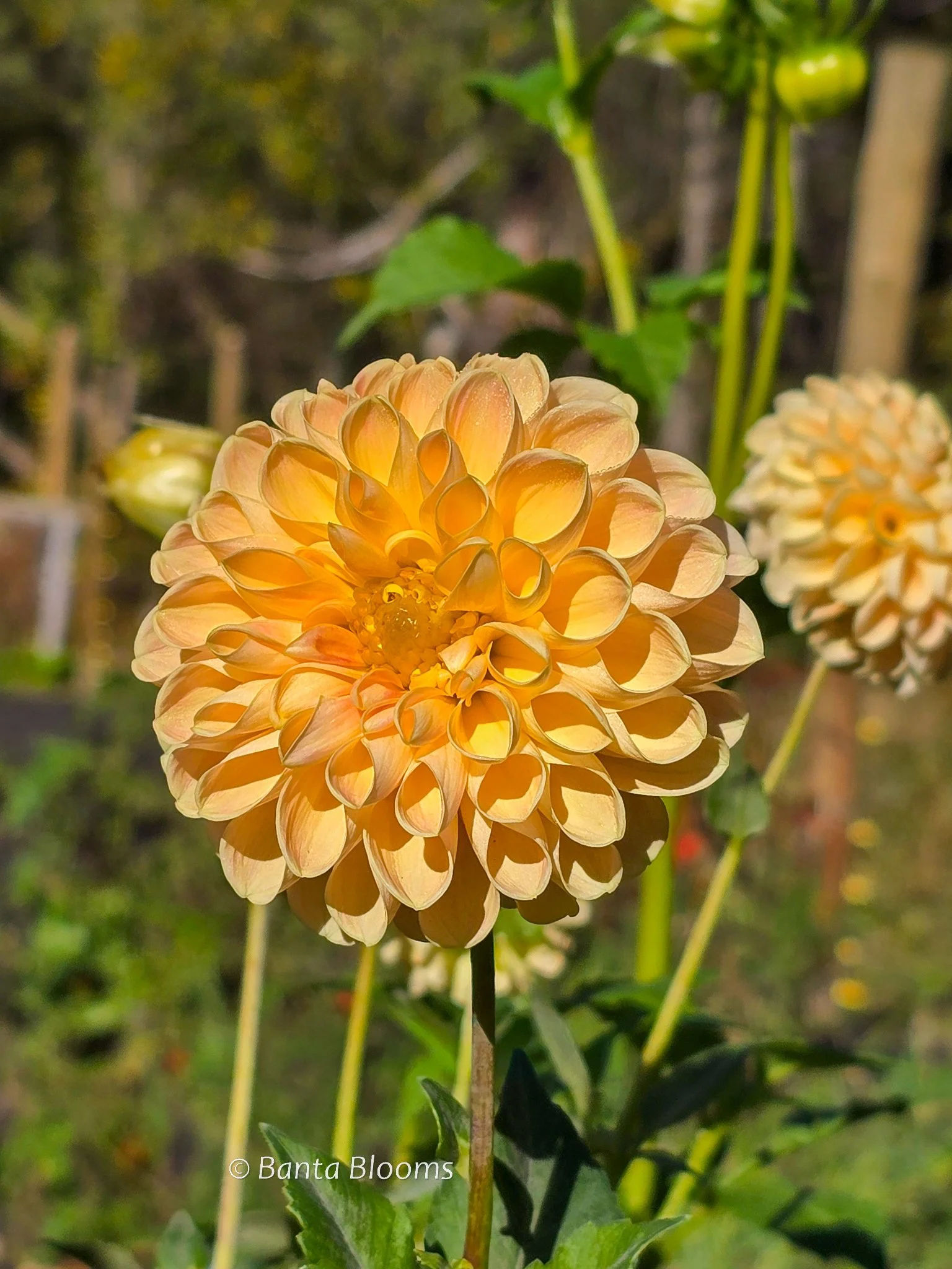 Crichton Honey-2.jpg