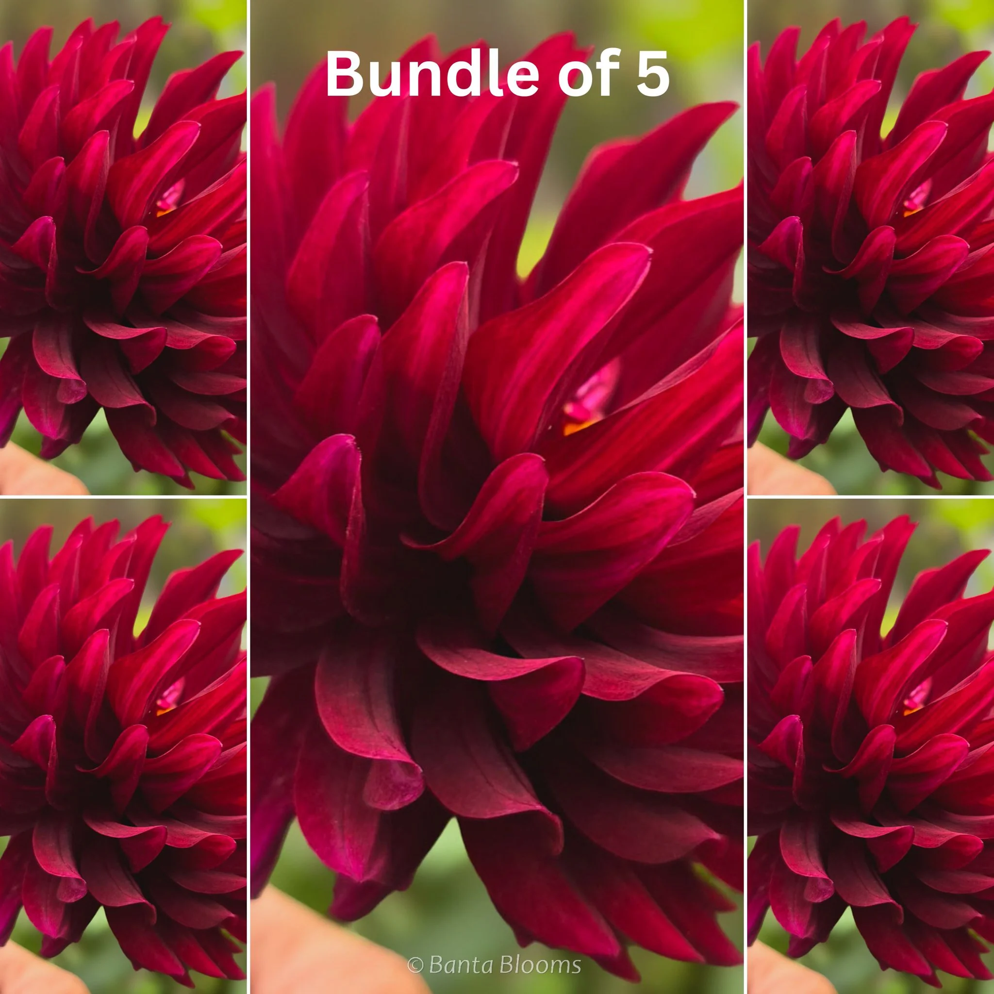 Hollyhill Black Beauty Bundle of 5 Tubers (25% Off)
