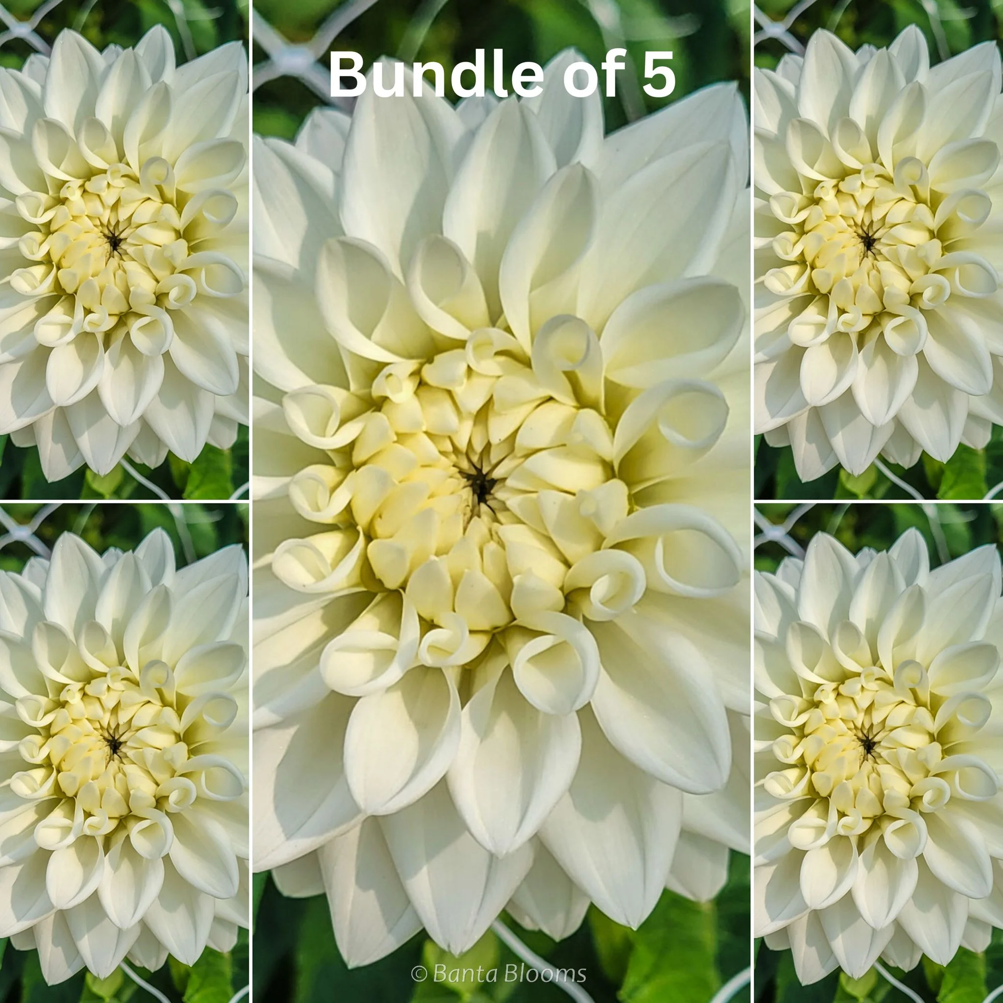 Blizzard Bundle of 5 Tubers – EXTRA 25% OFF ALREADY-DISCOUNTED PRICE!