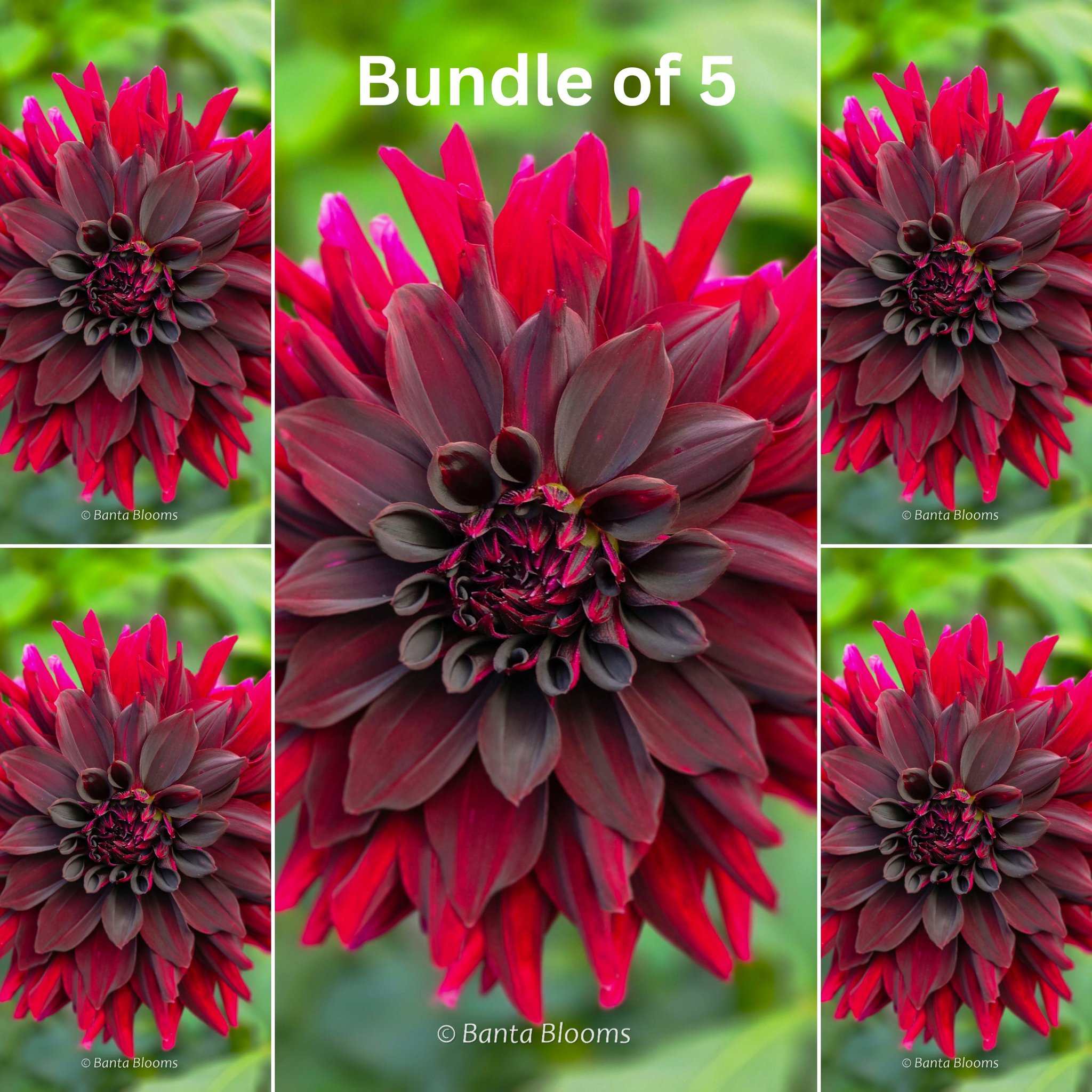 Rip City Bundle of 5 Tubers  Bundle of 5 Tubers - Extra 25% Off Already Discounted Price!