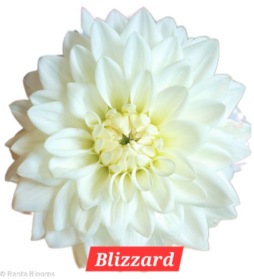 Blizzard-2.jpg