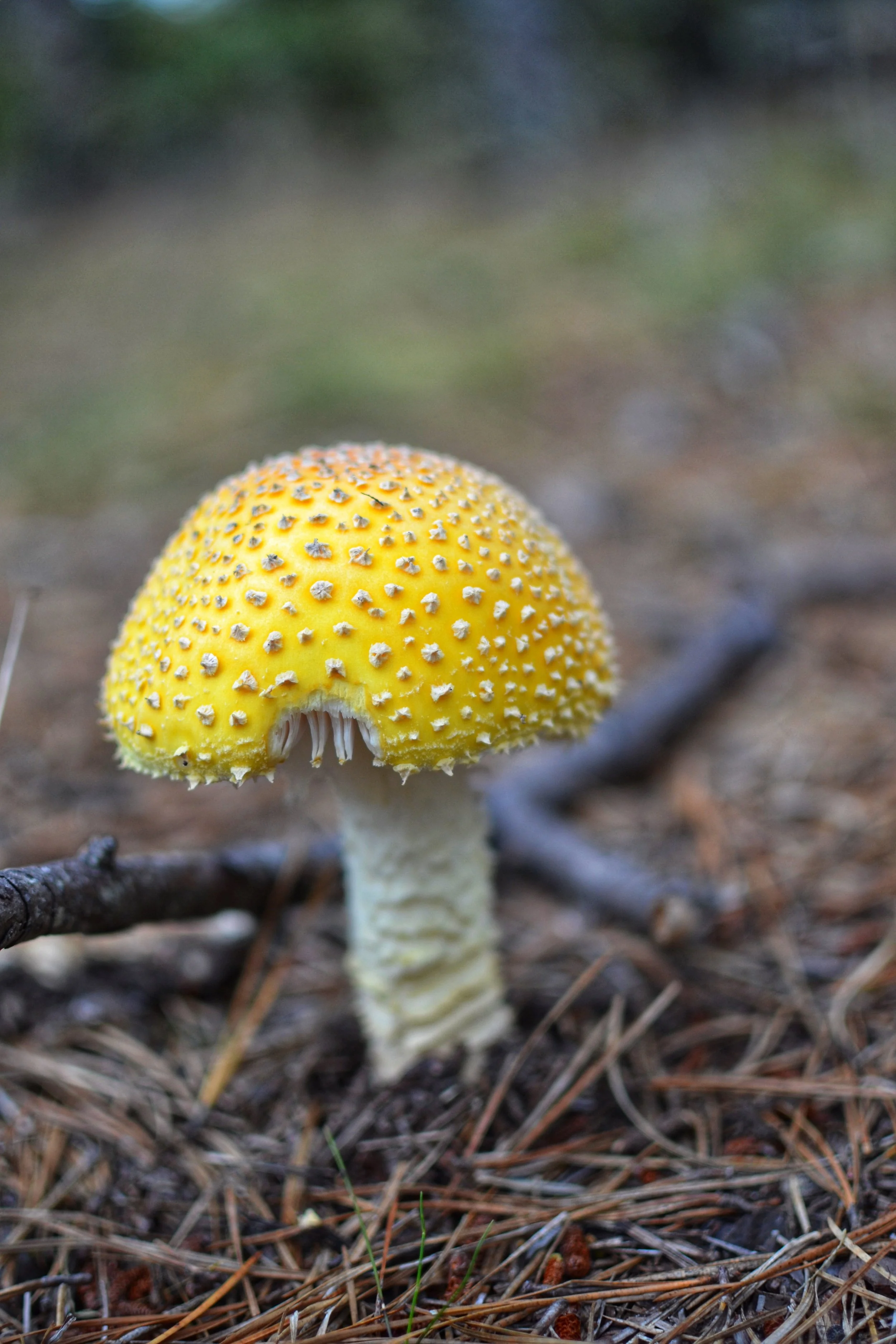 DSC_E0005_2.JPG