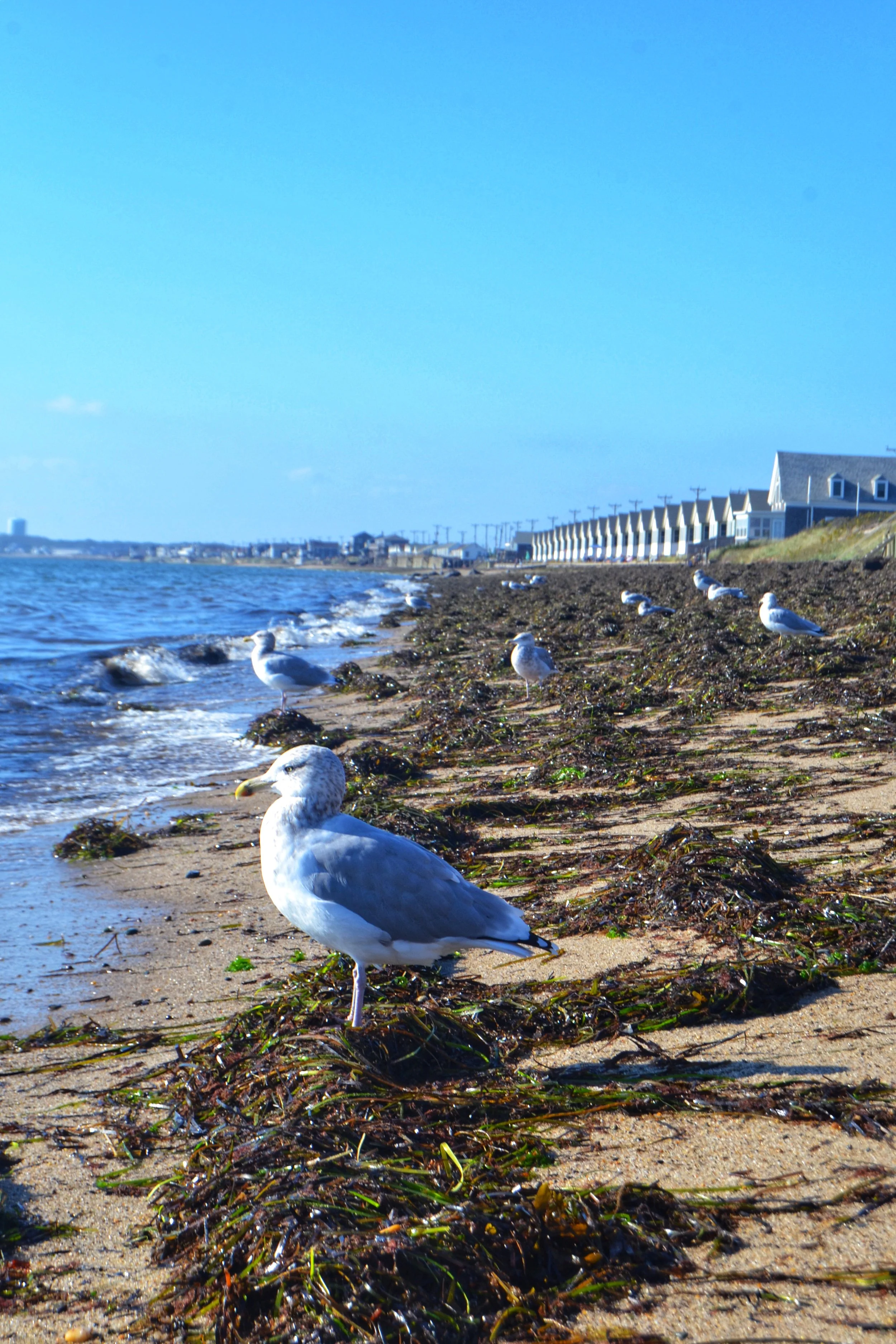 DSC_E0110.JPG