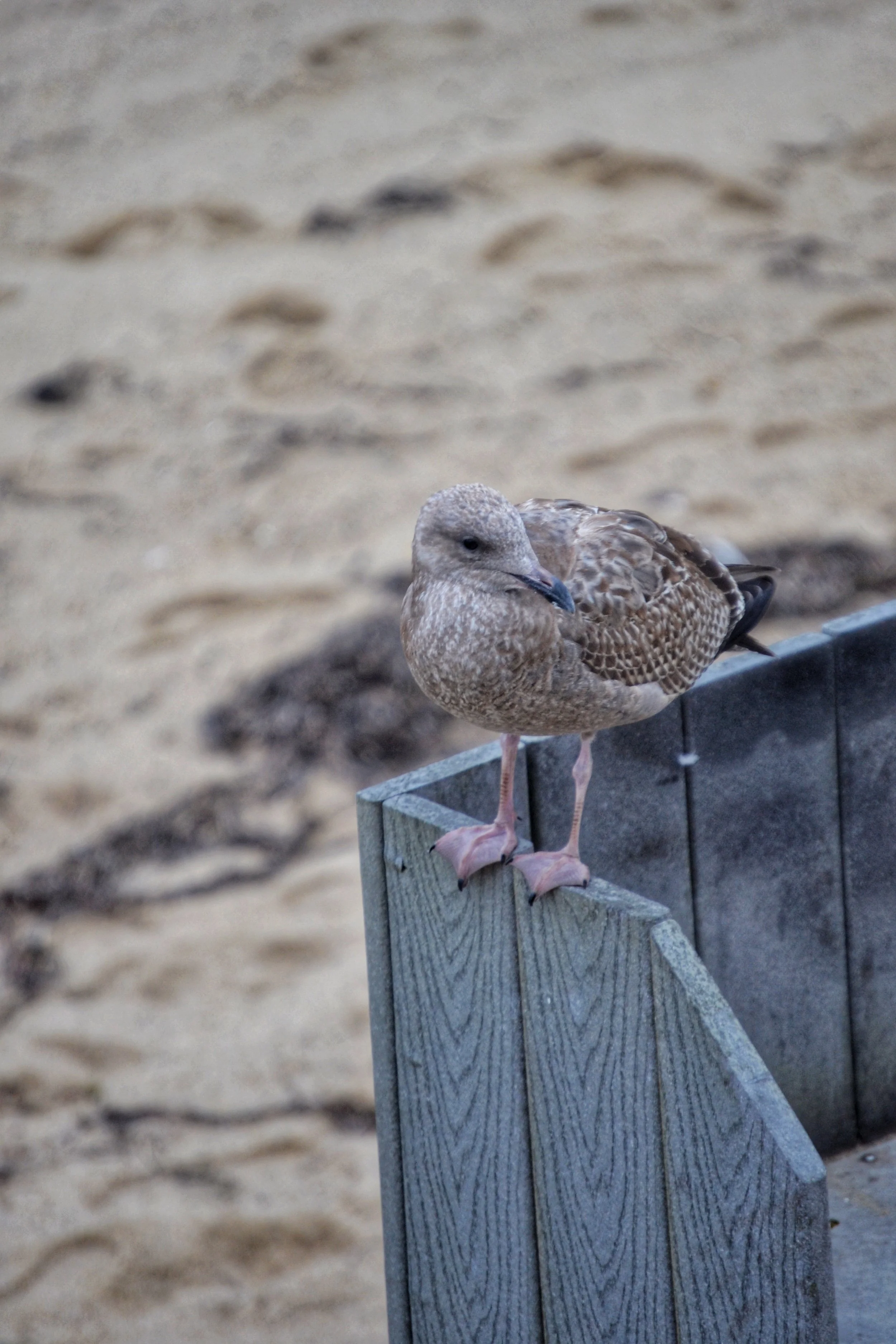 DSC_E0142.JPG