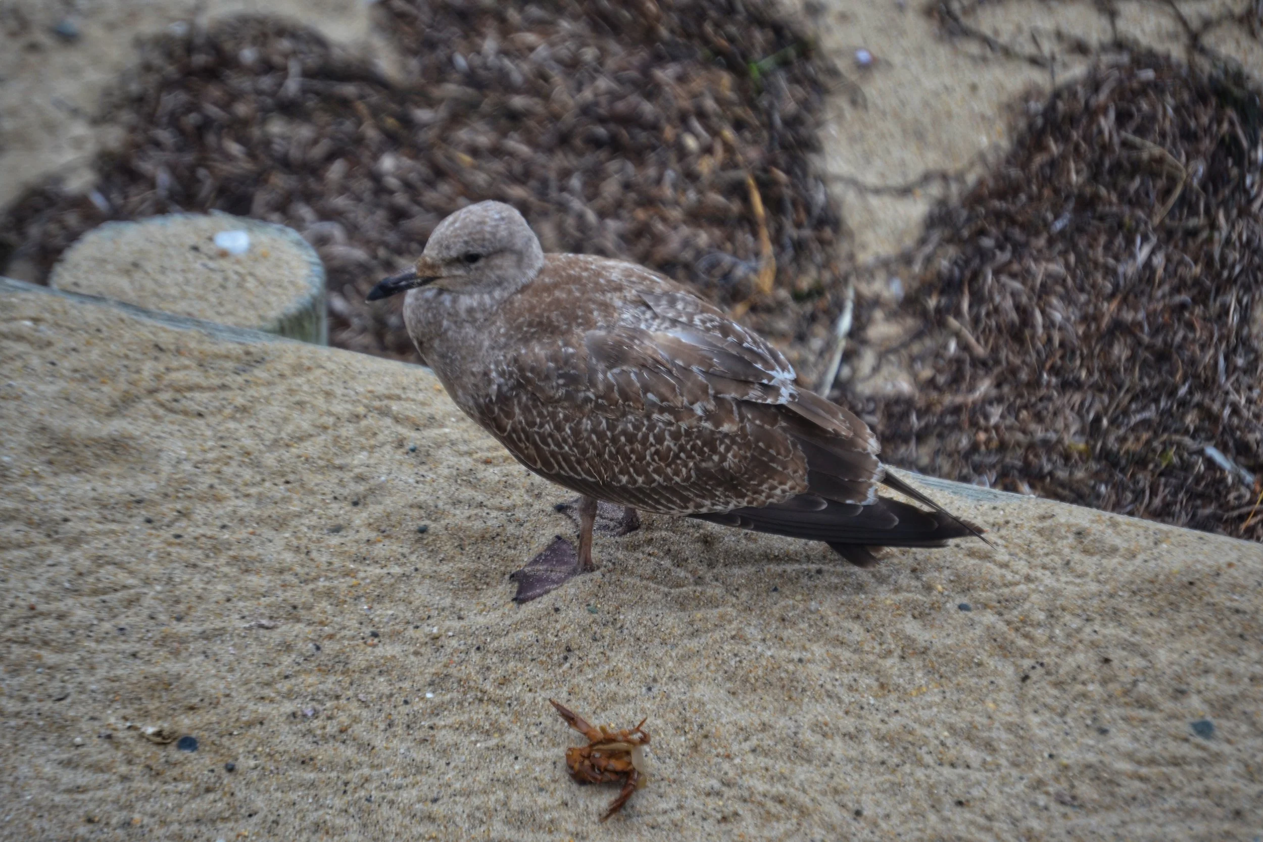 DSC_E0155.JPG