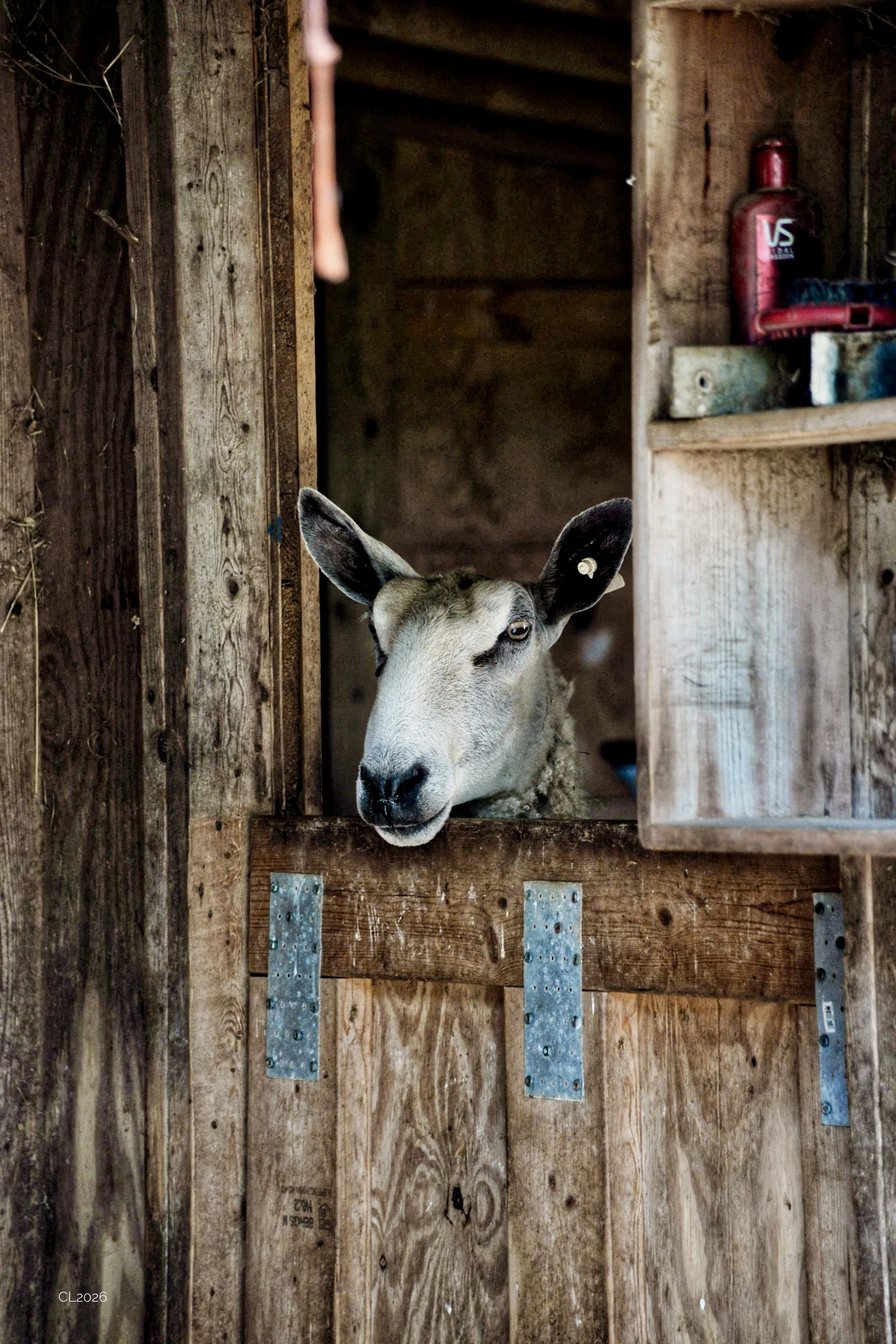 DSC_6547.JPEG