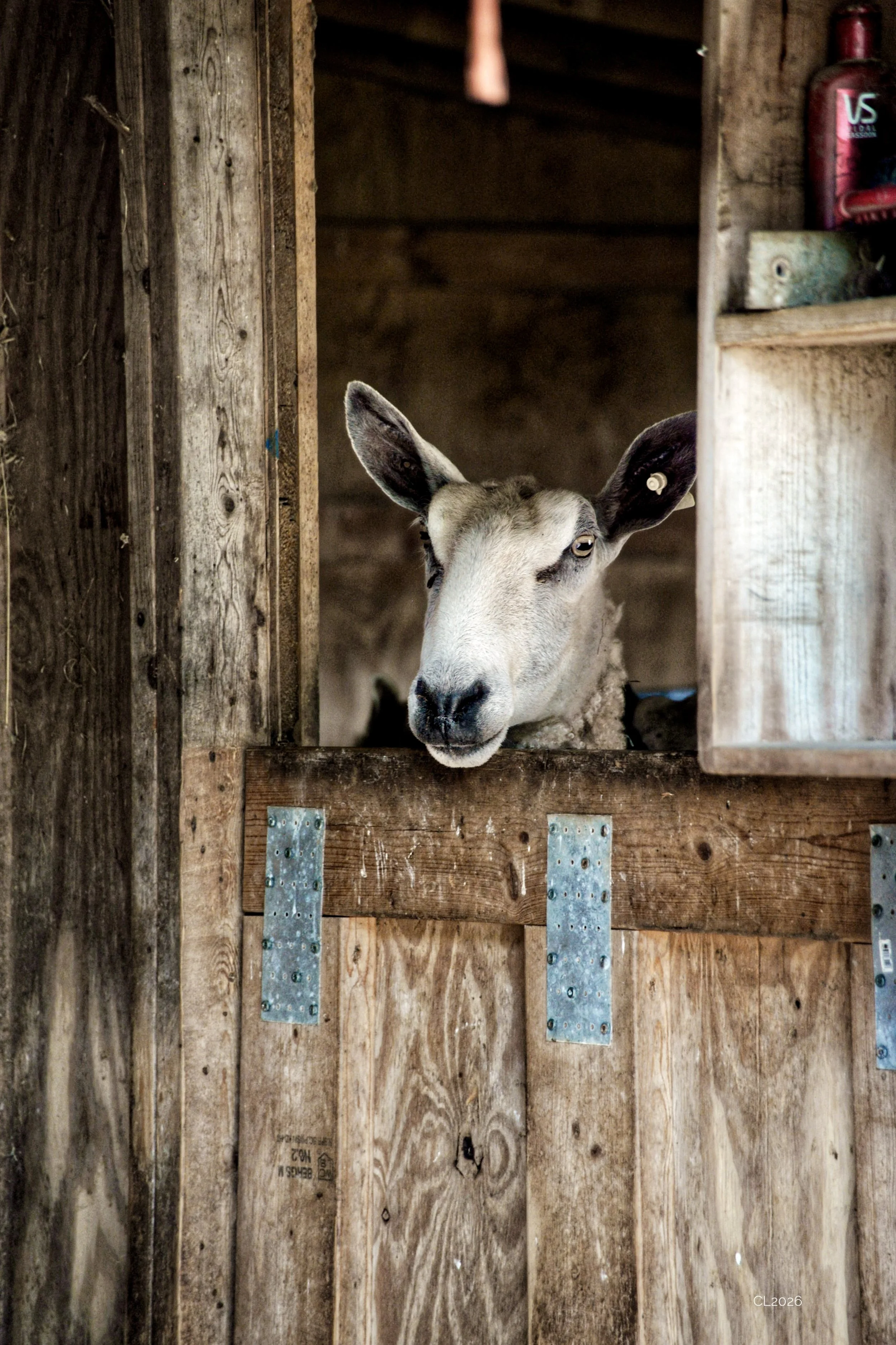 DSC_6550.JPEG