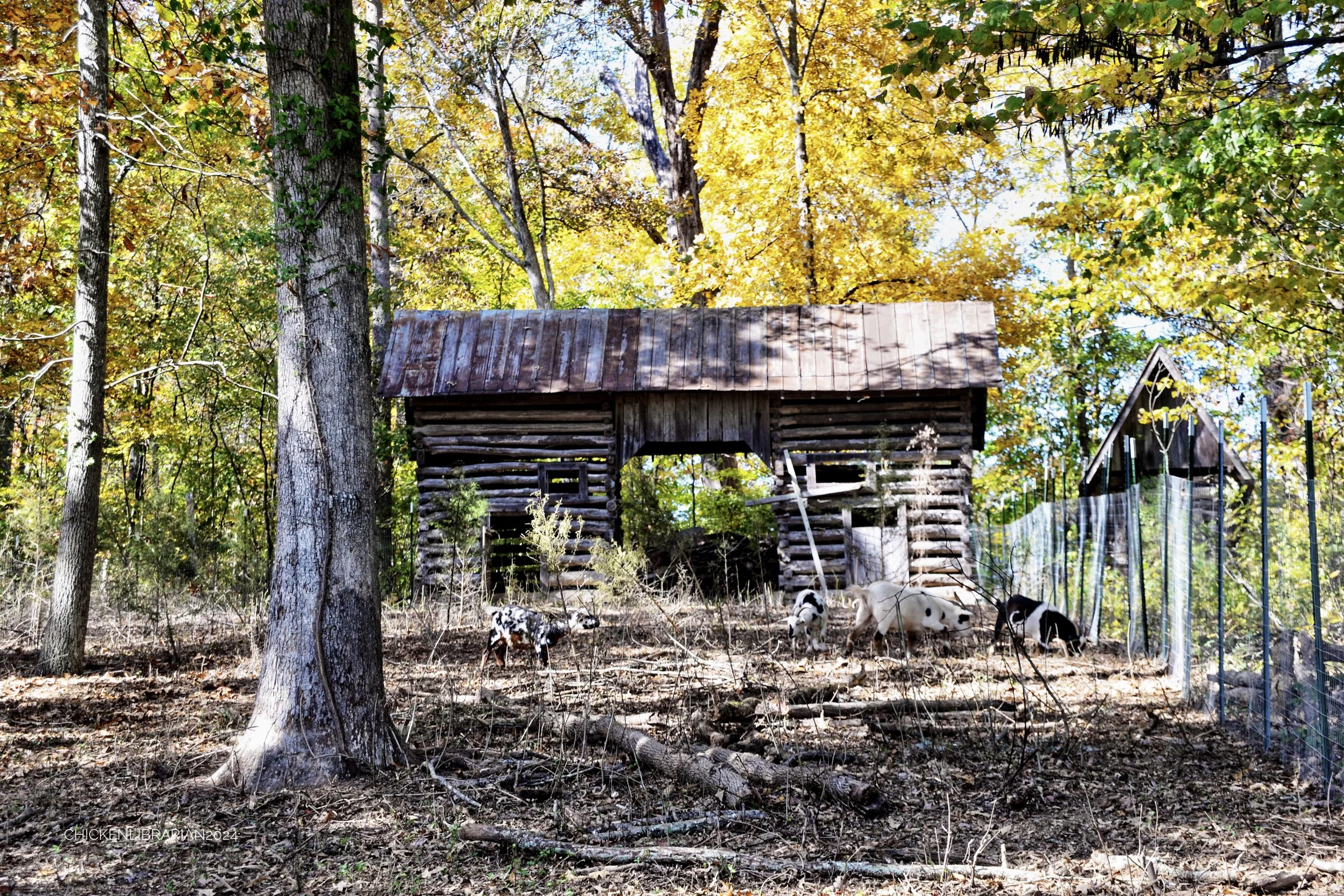 DSC_5623.JPG