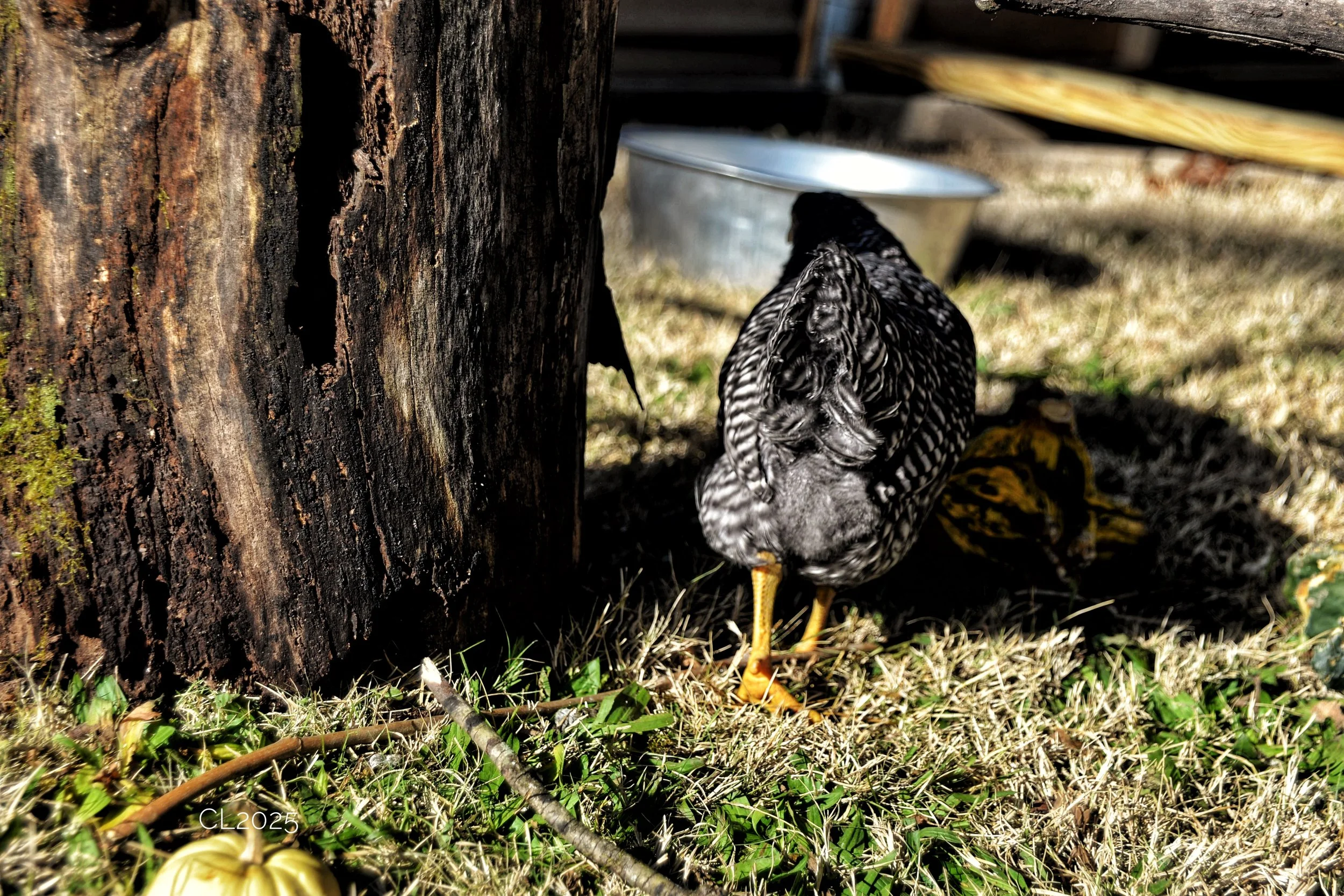 DSC_2696.JPG