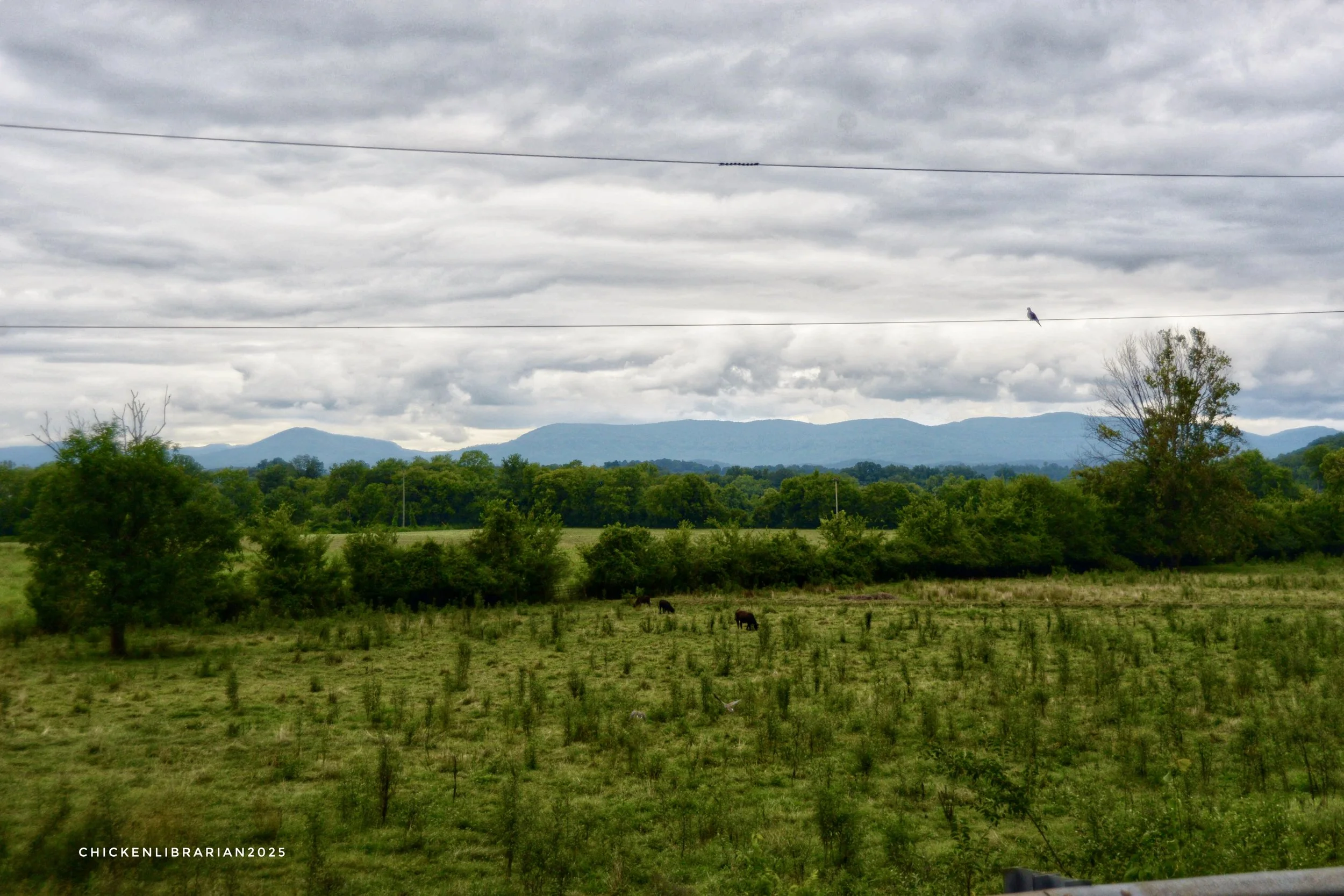 DSC_9286.JPG