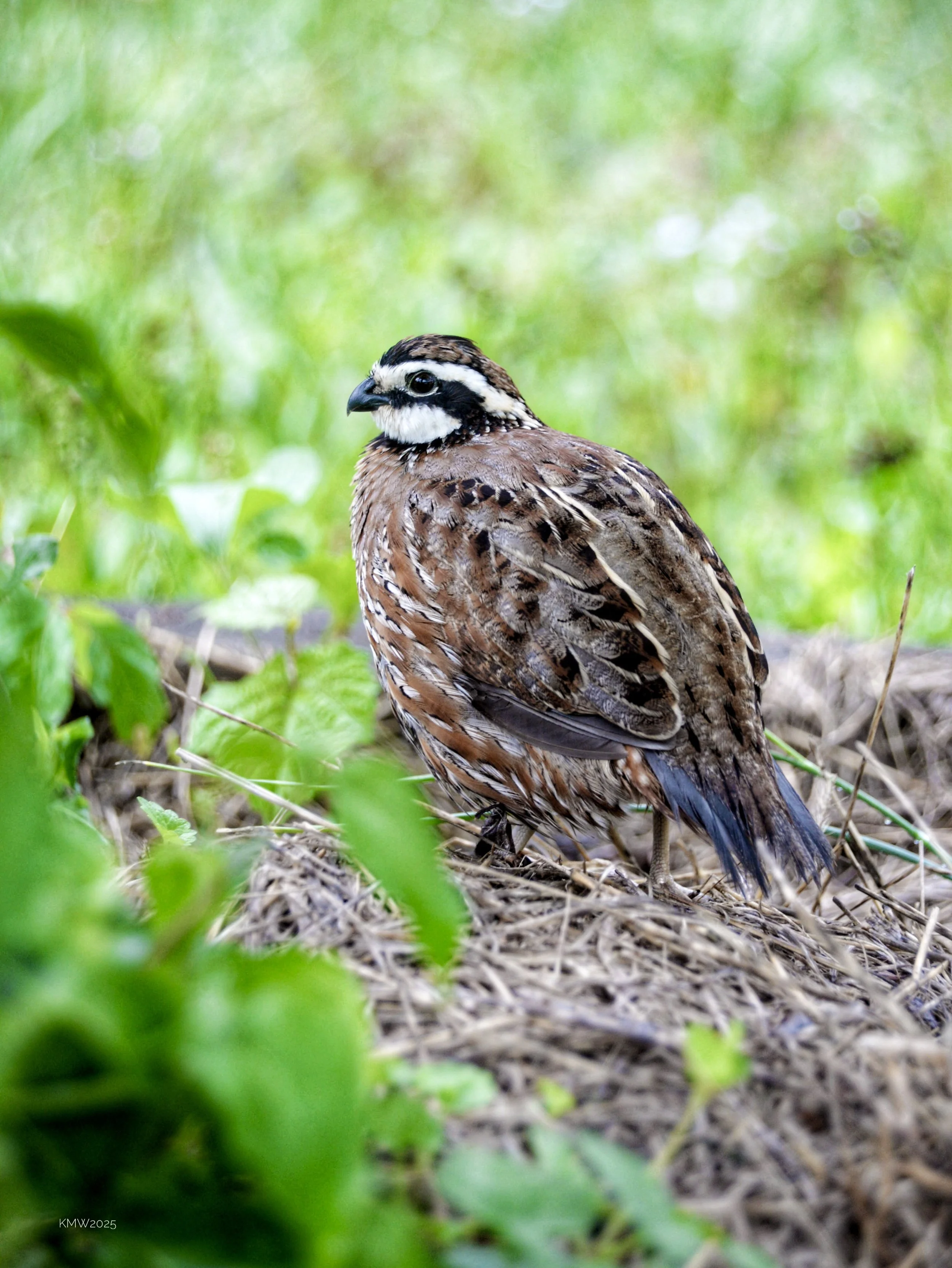 DSC_7237.JPG