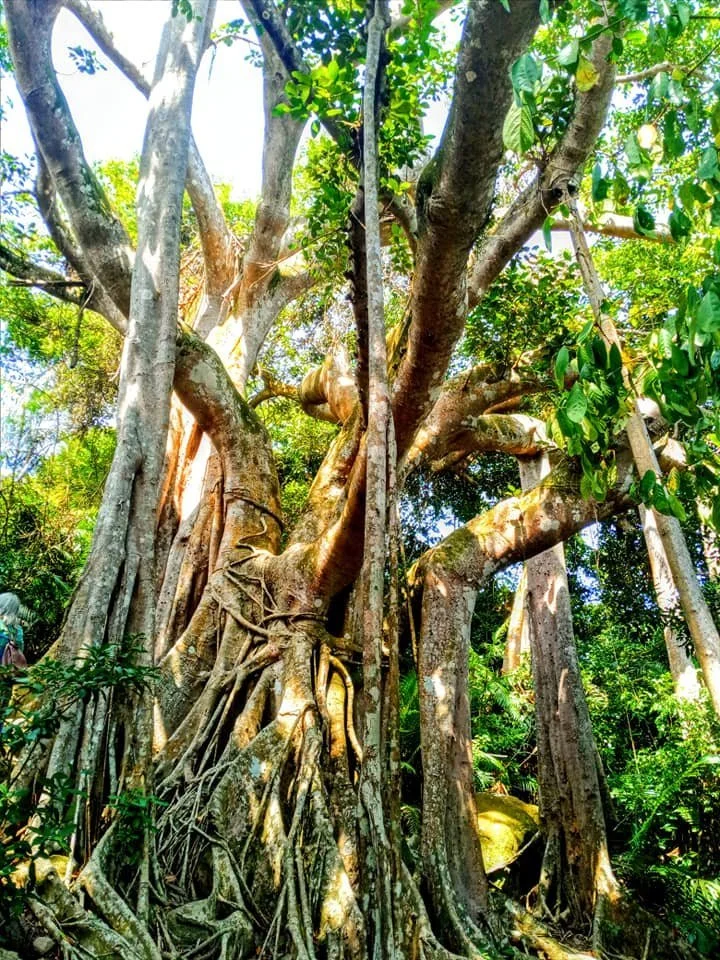 VN nature.jpg