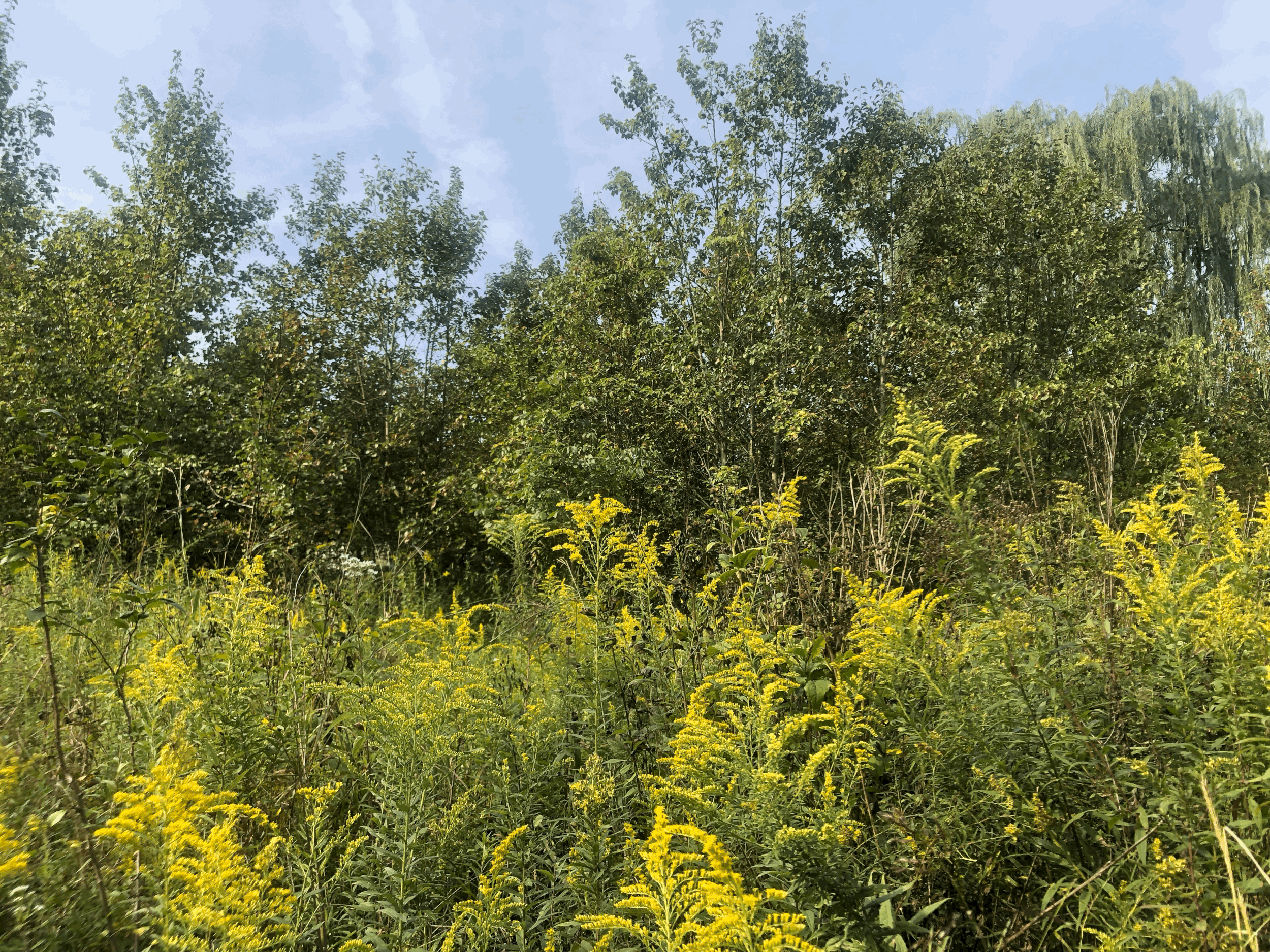 tempImagezpfDE7.gif