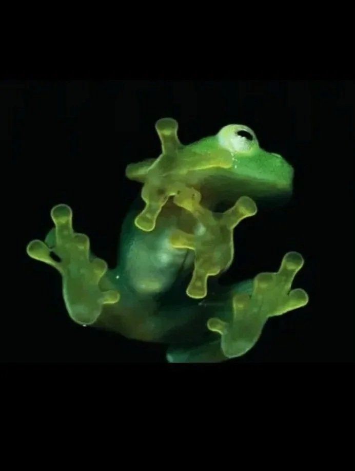 froggy%252Bon%252Bblack%252Bbackground.jpg